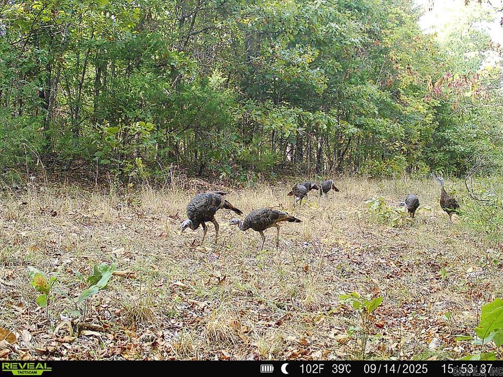 129589 N Highway 63  Hardy, AR