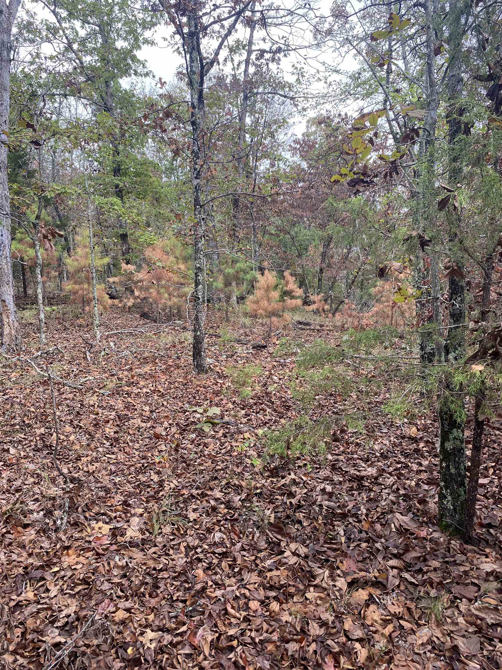 150 Lofton Road  Calico Rock, AR