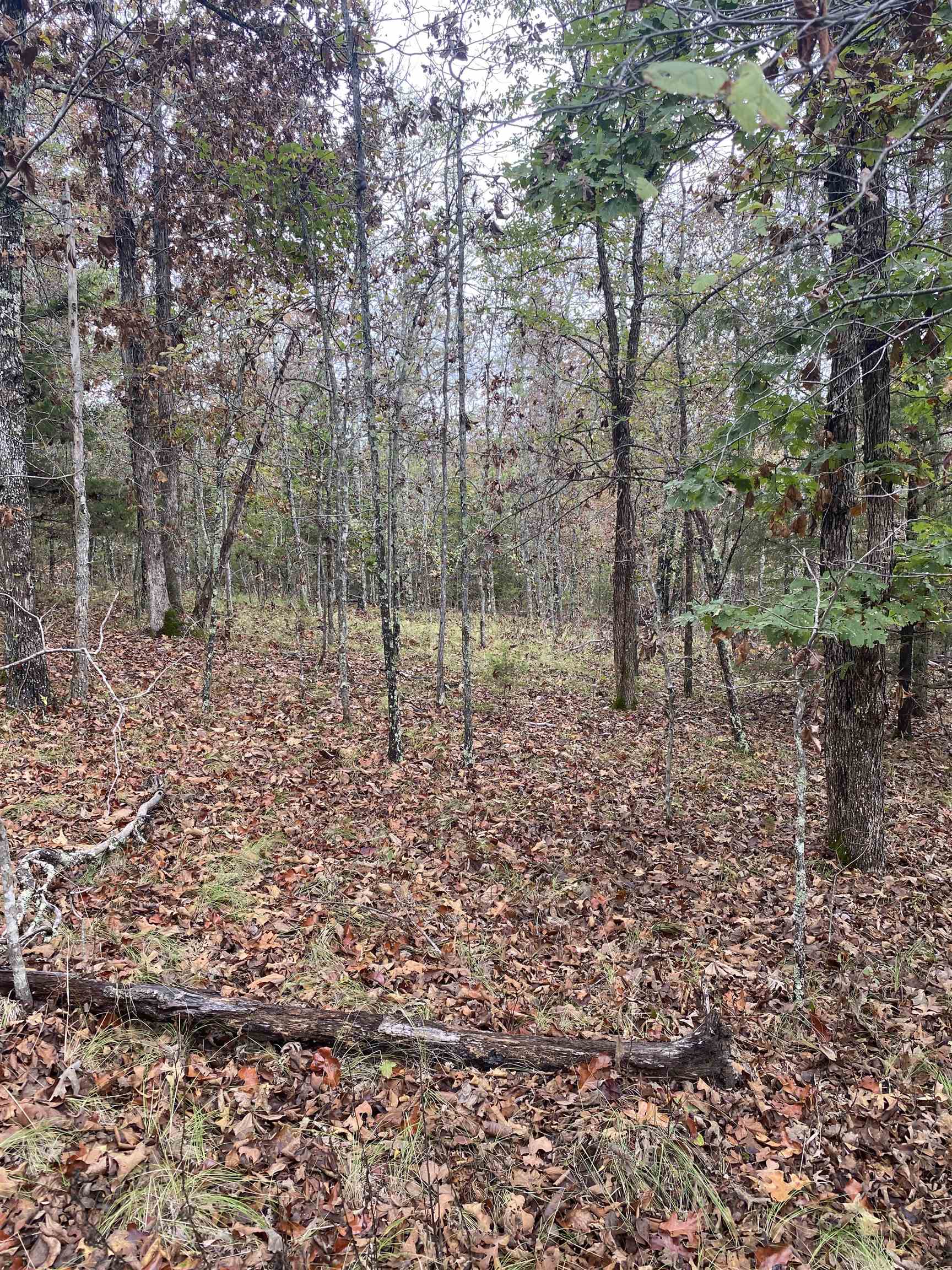150 Lofton Road  Calico Rock, AR