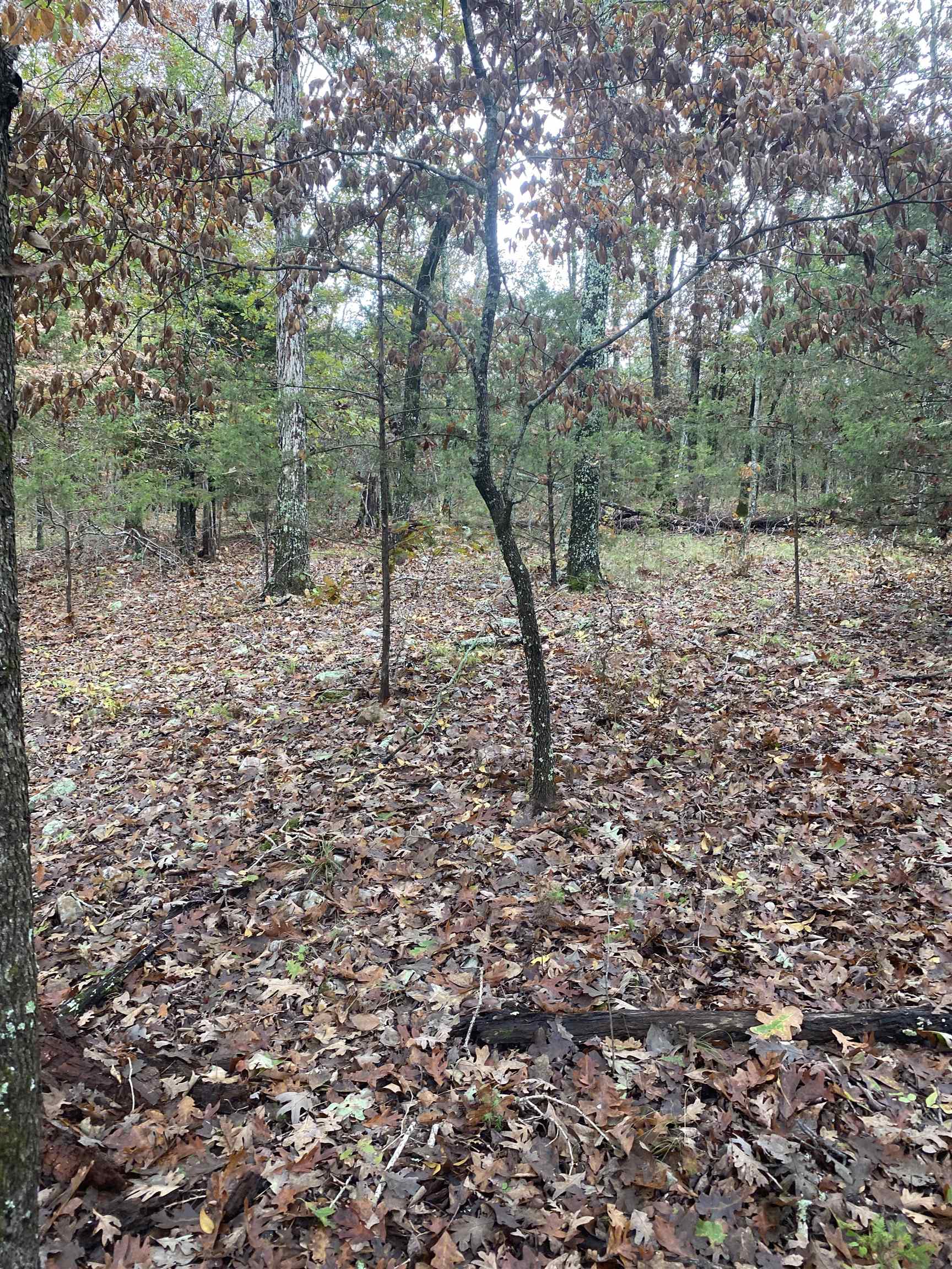 150 Lofton Road  Calico Rock, AR