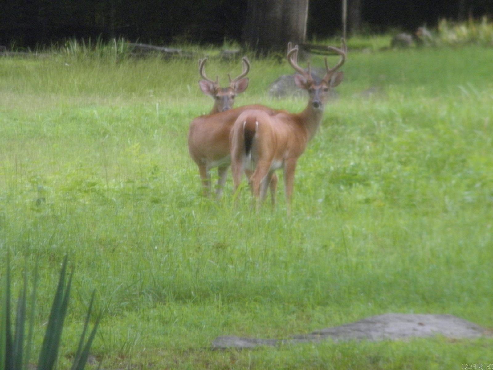 17735 S AR 9 Highway Melbourne, AR 72556