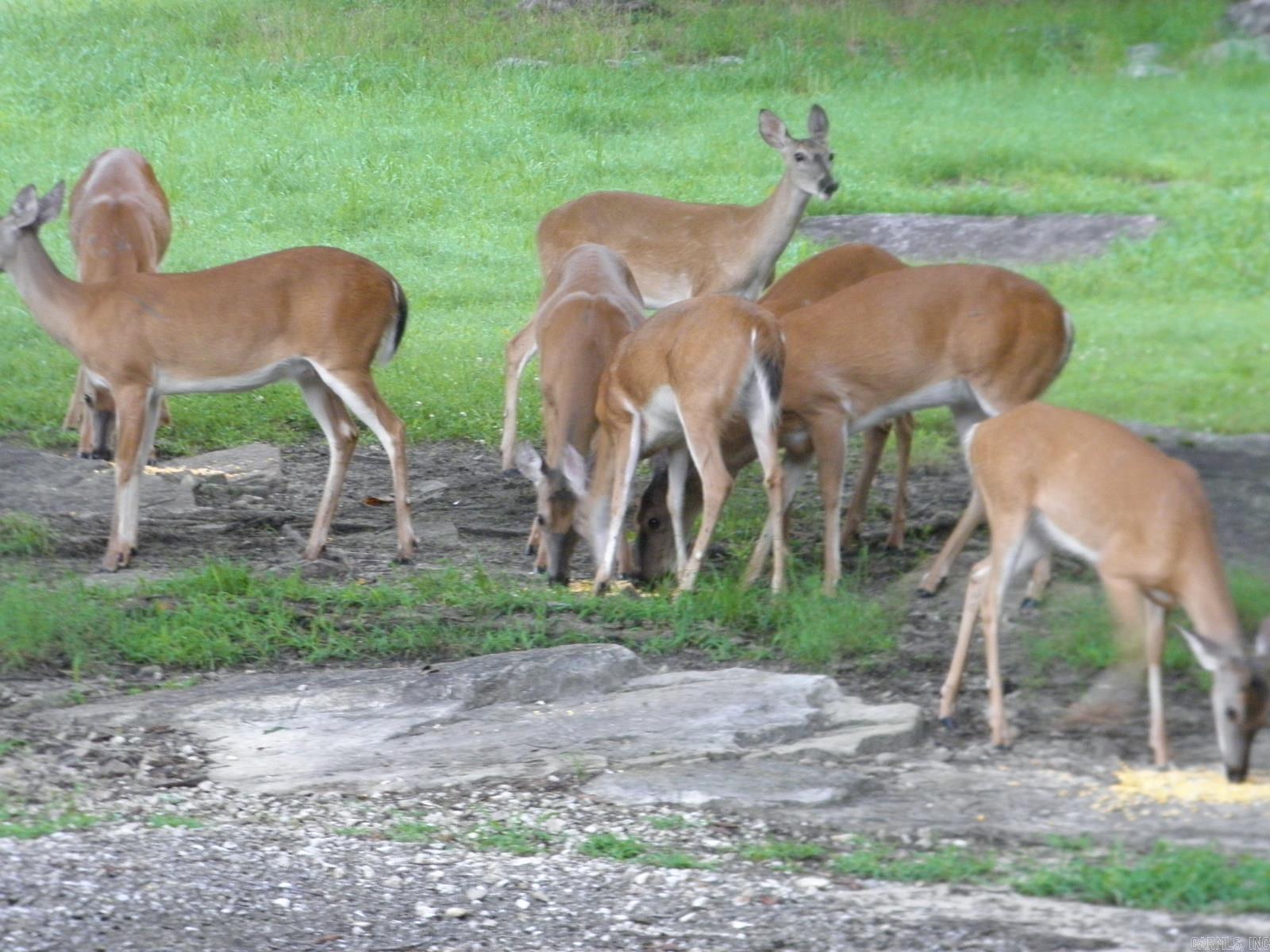 17735 S AR 9 Highway Melbourne, AR 72556