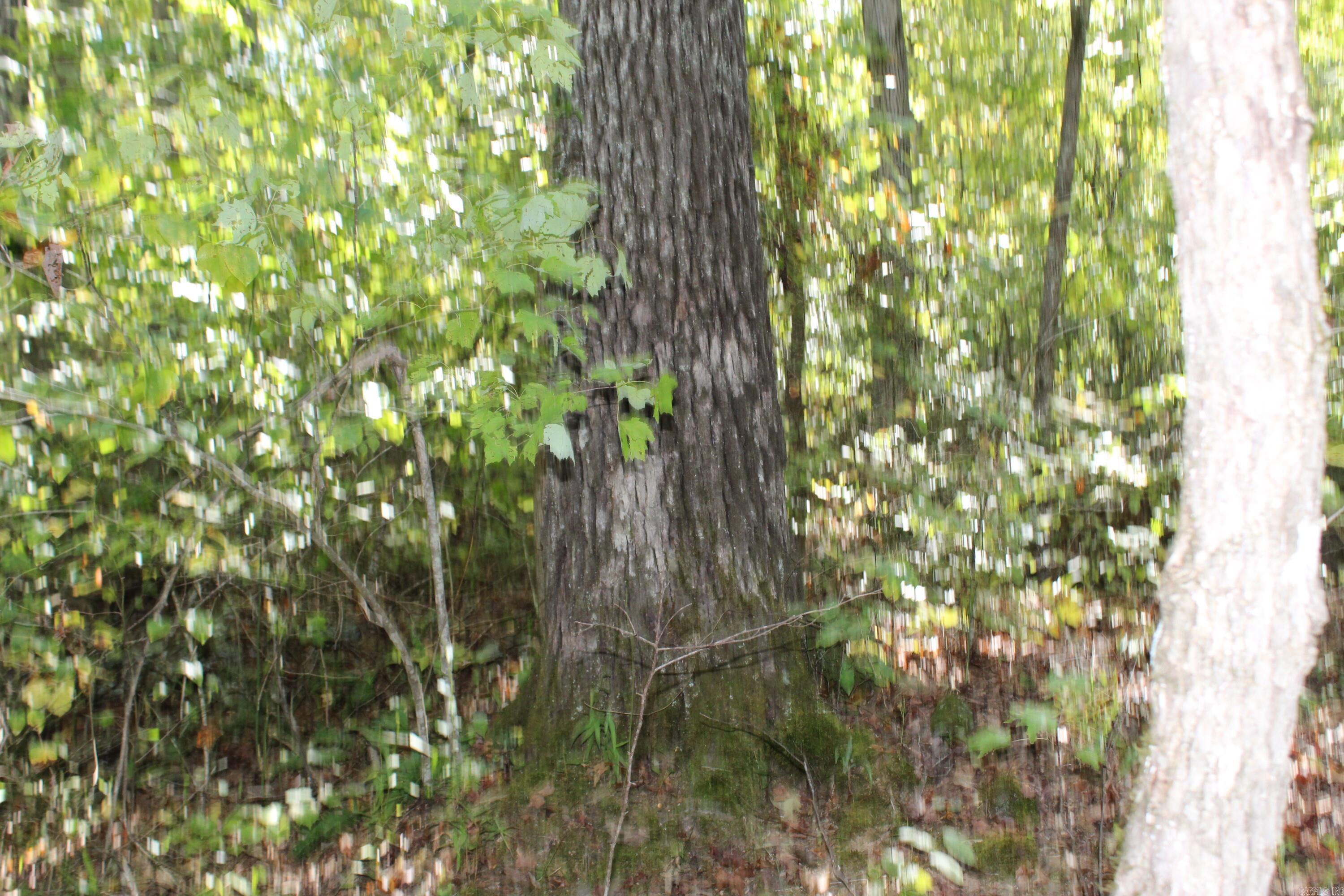 5354 Endline Road  Marshall, AR