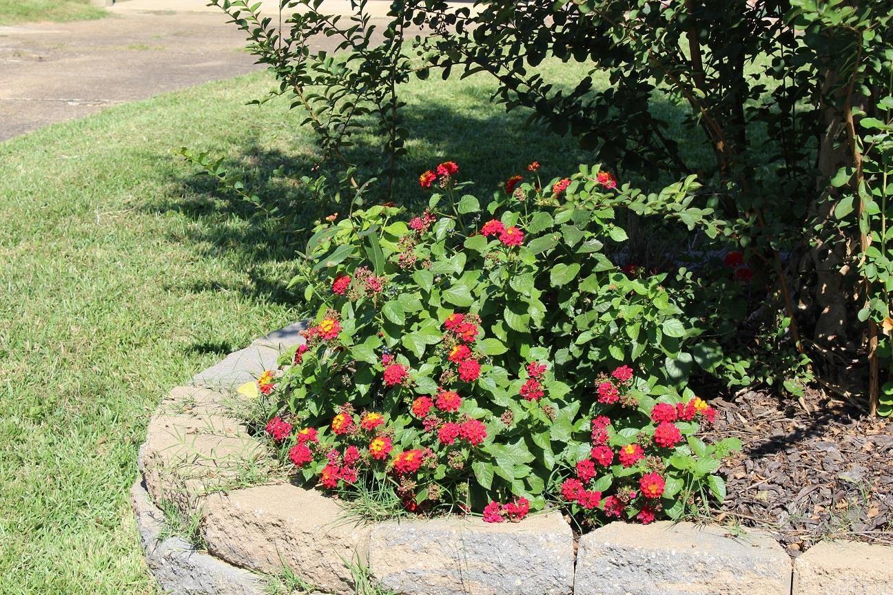 1303 Bert Street  Mena, AR