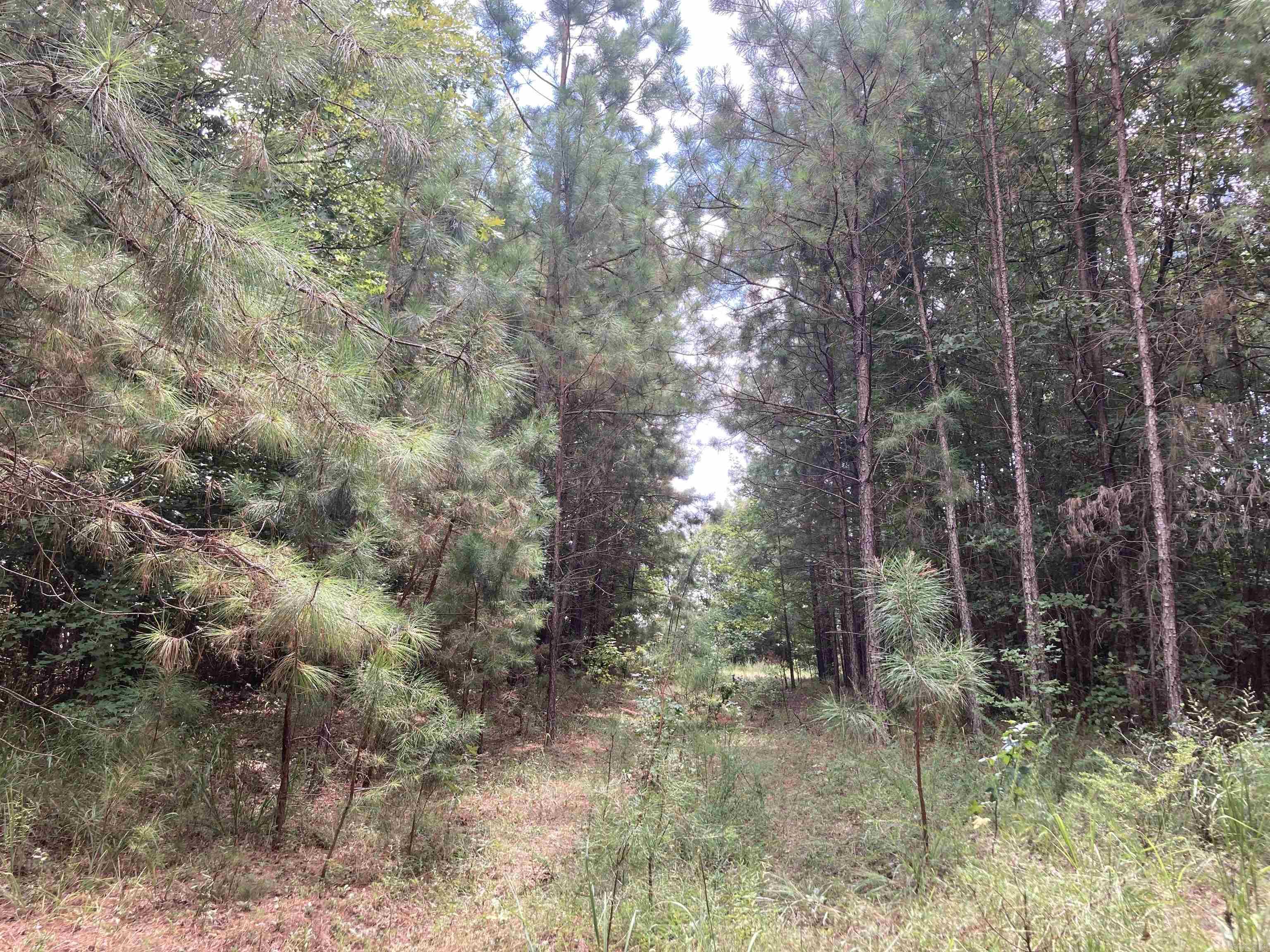 TBD Polk Road 31  Cove, AR