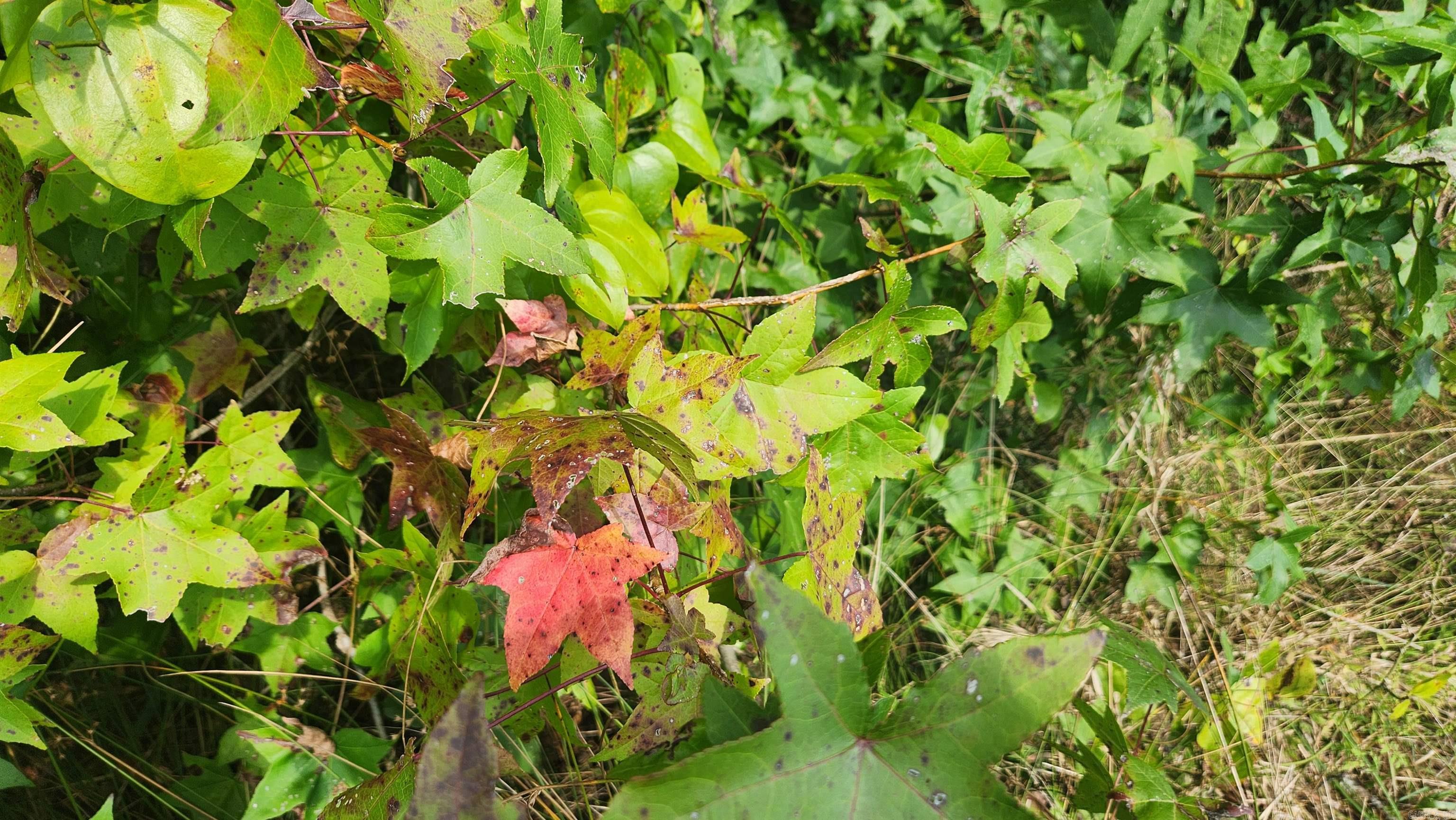 202 (Lot#17) Reva's Way  Story, AR