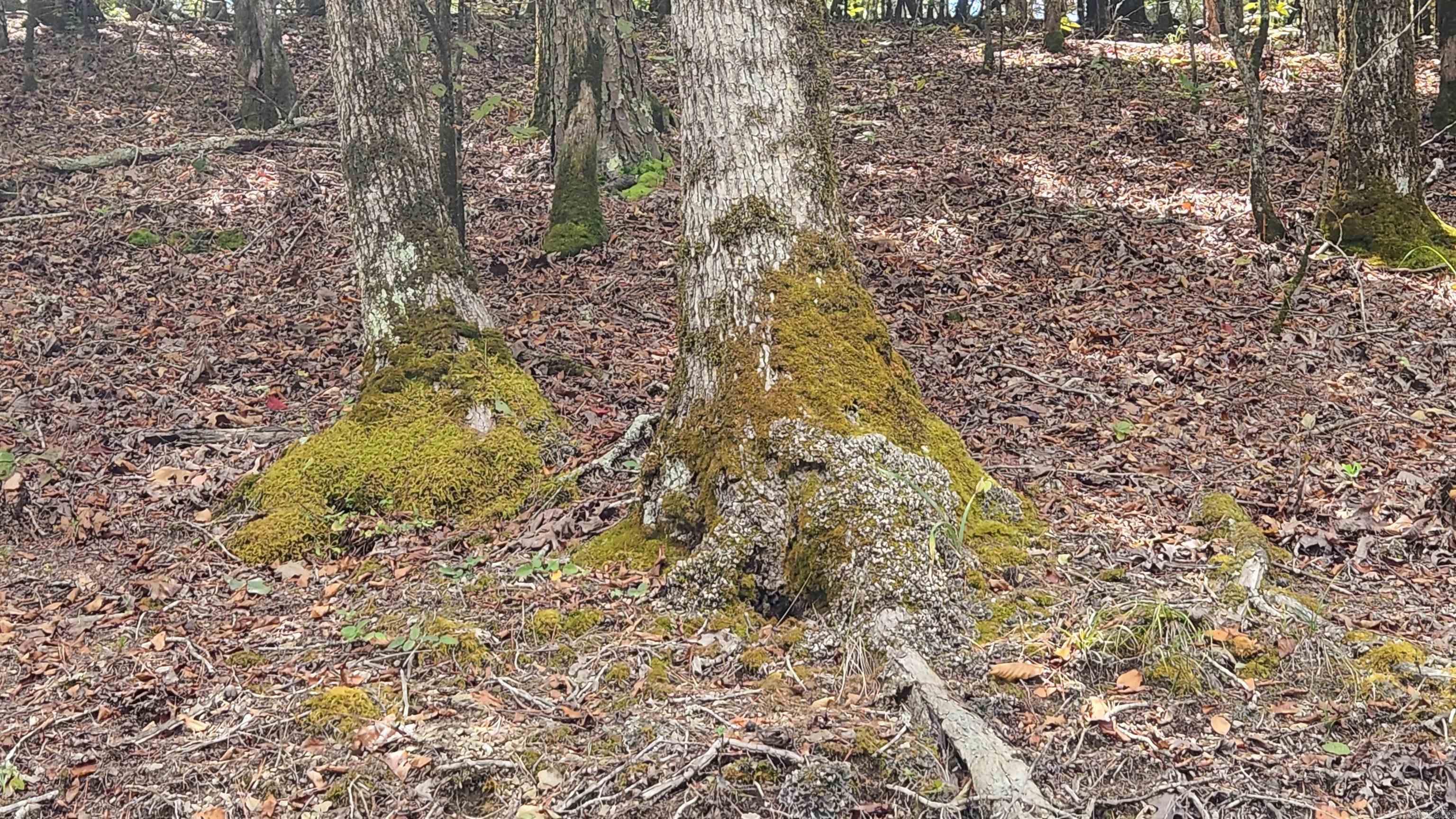 224 (Lot#15N) Reva's Way  Story, AR