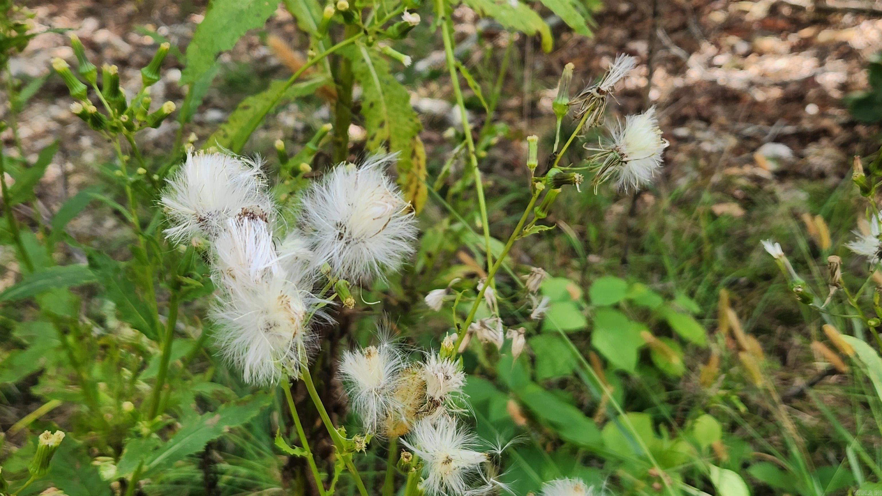 224 (Lot#15N) Reva's Way  Story, AR