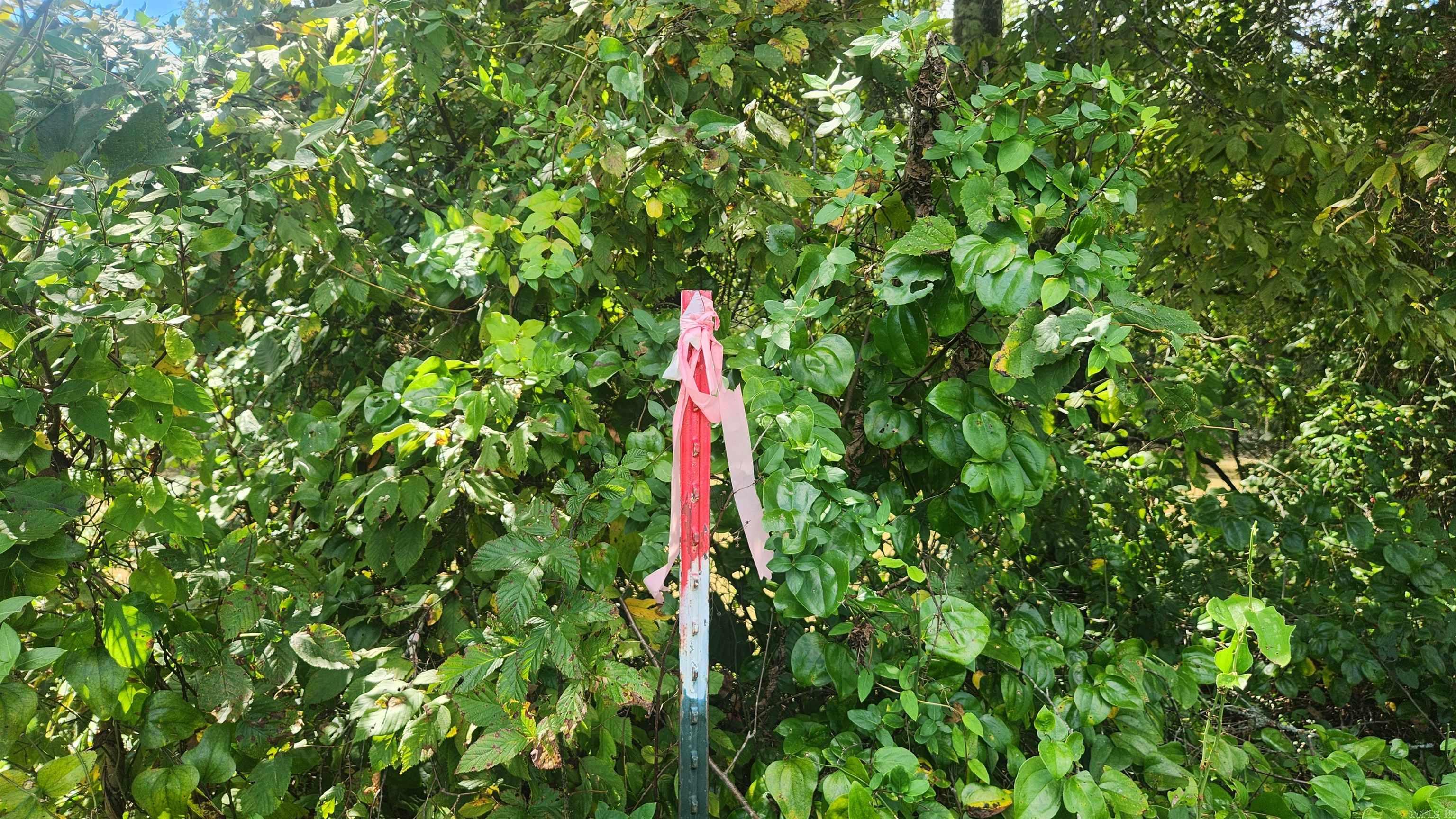 239 (Lot#14E) Reva's Way  Story, AR