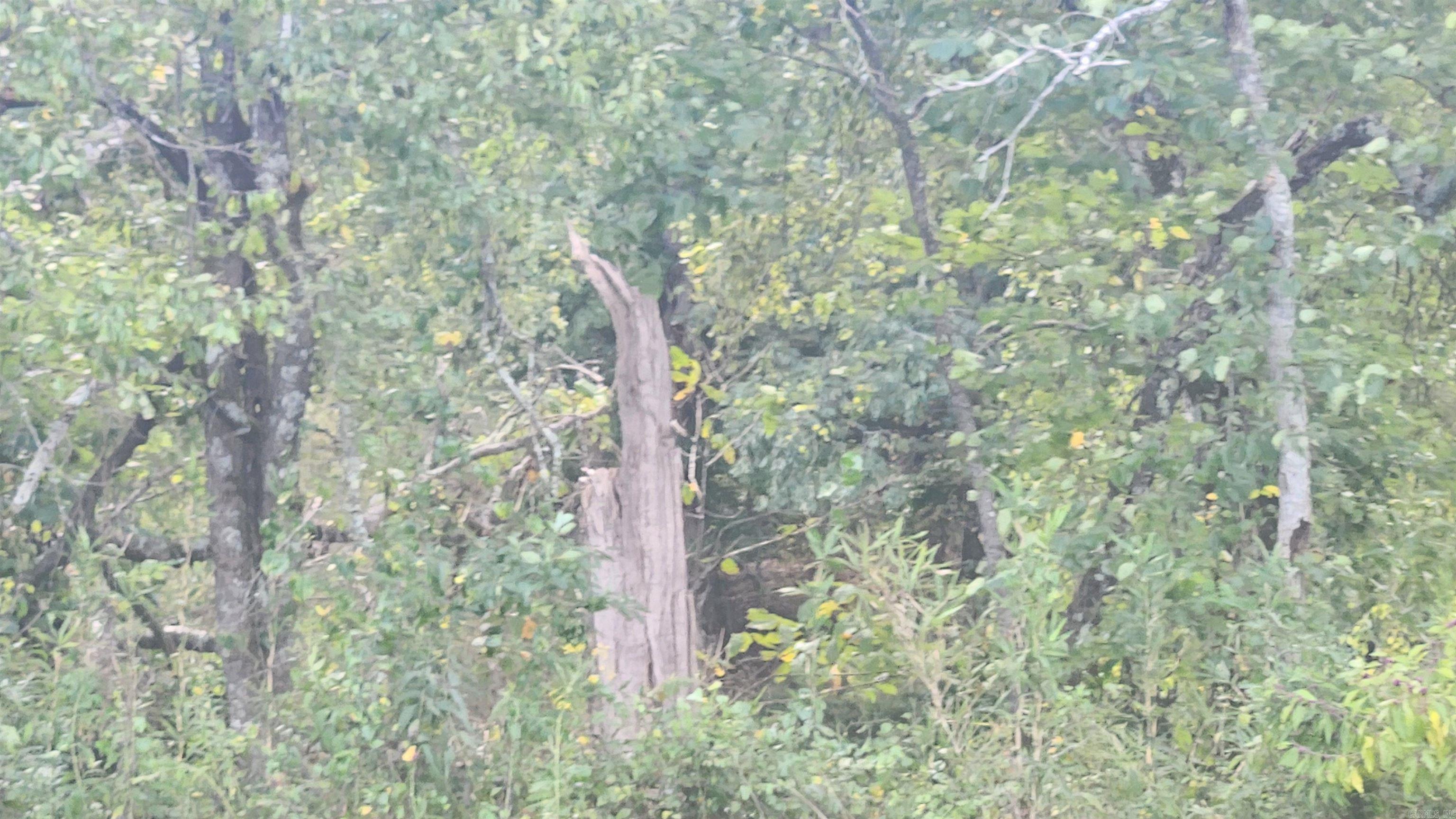 239 (Lot#14E) Reva's Way  Story, AR