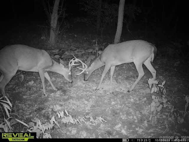 1141 Wafted Lane Tract 3  Marshall, AR