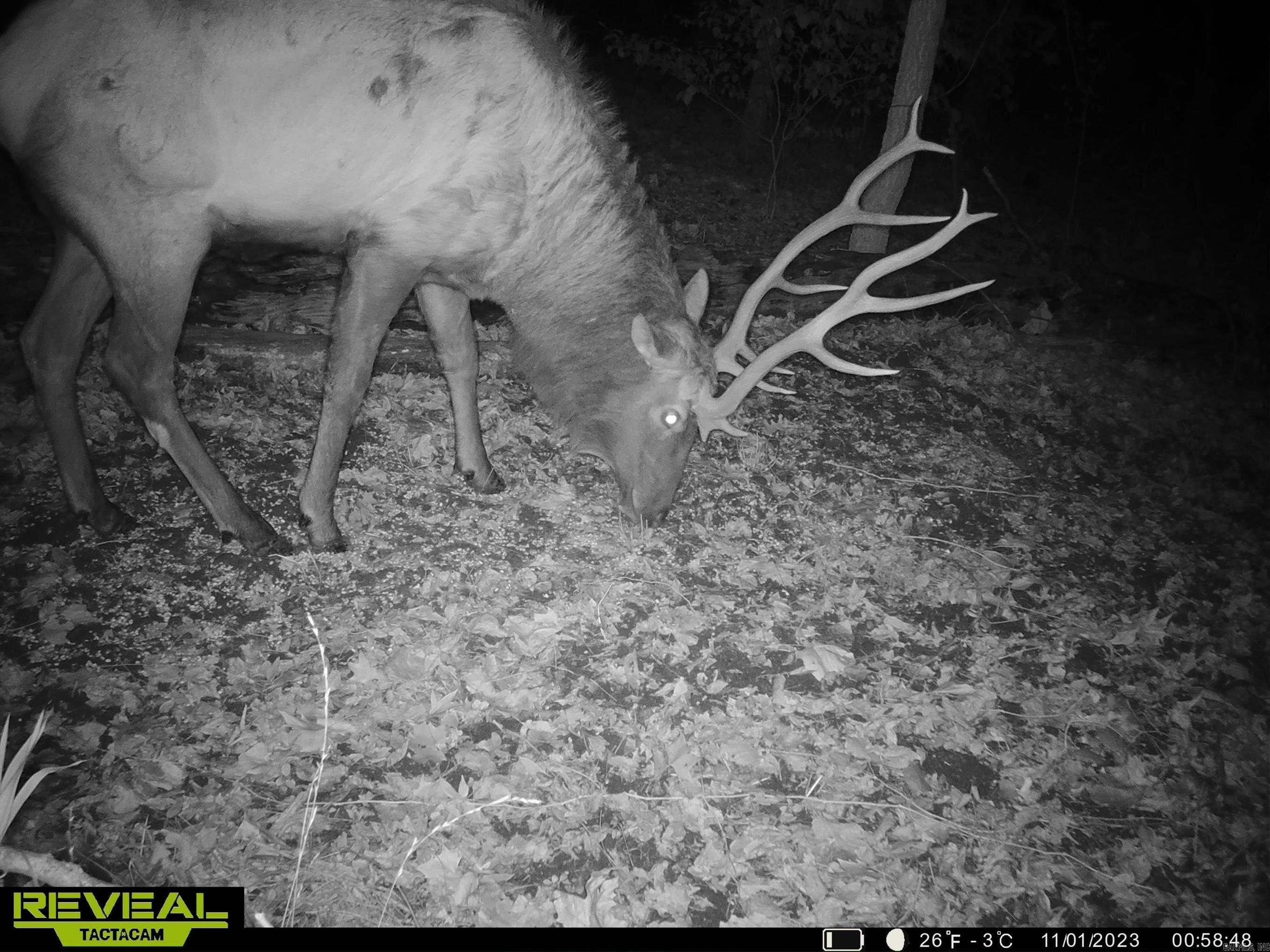 1141 Wafted Lane Tract 1 Marshall, AR 72650