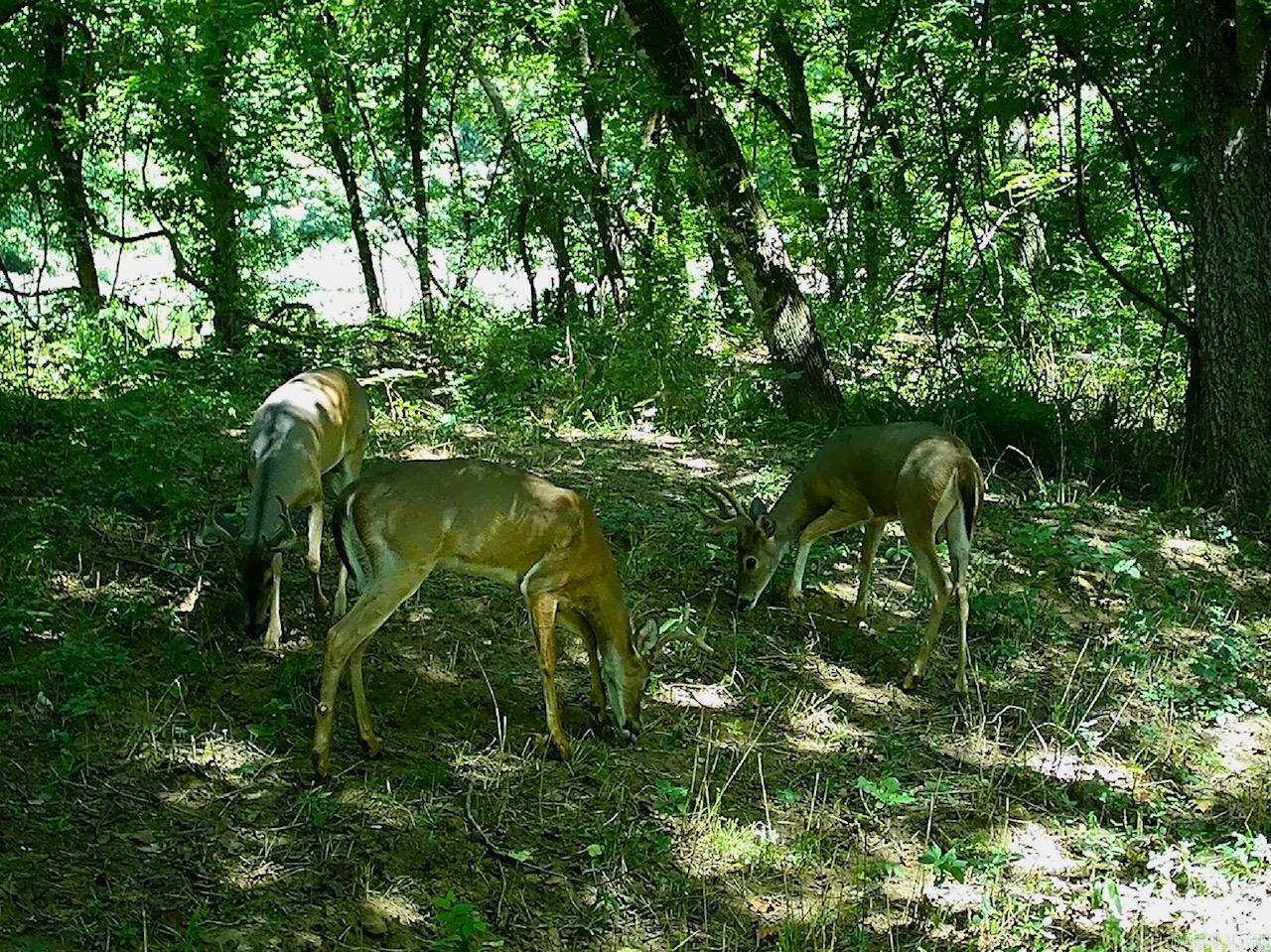 1141 Wafted Lane Tract 2 Marshall, AR 72650