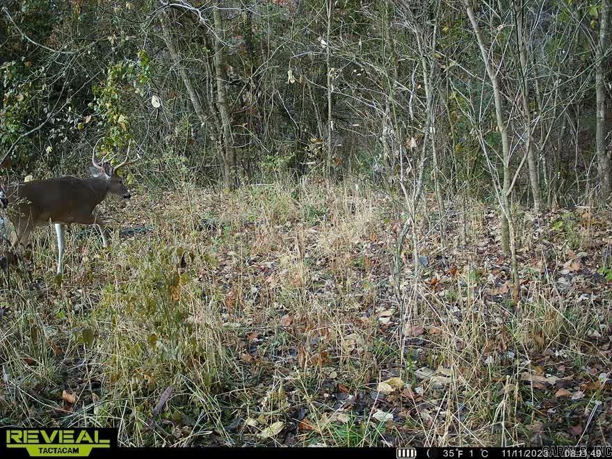 1141 Wafted Lane Tract 2 Marshall, AR 72650