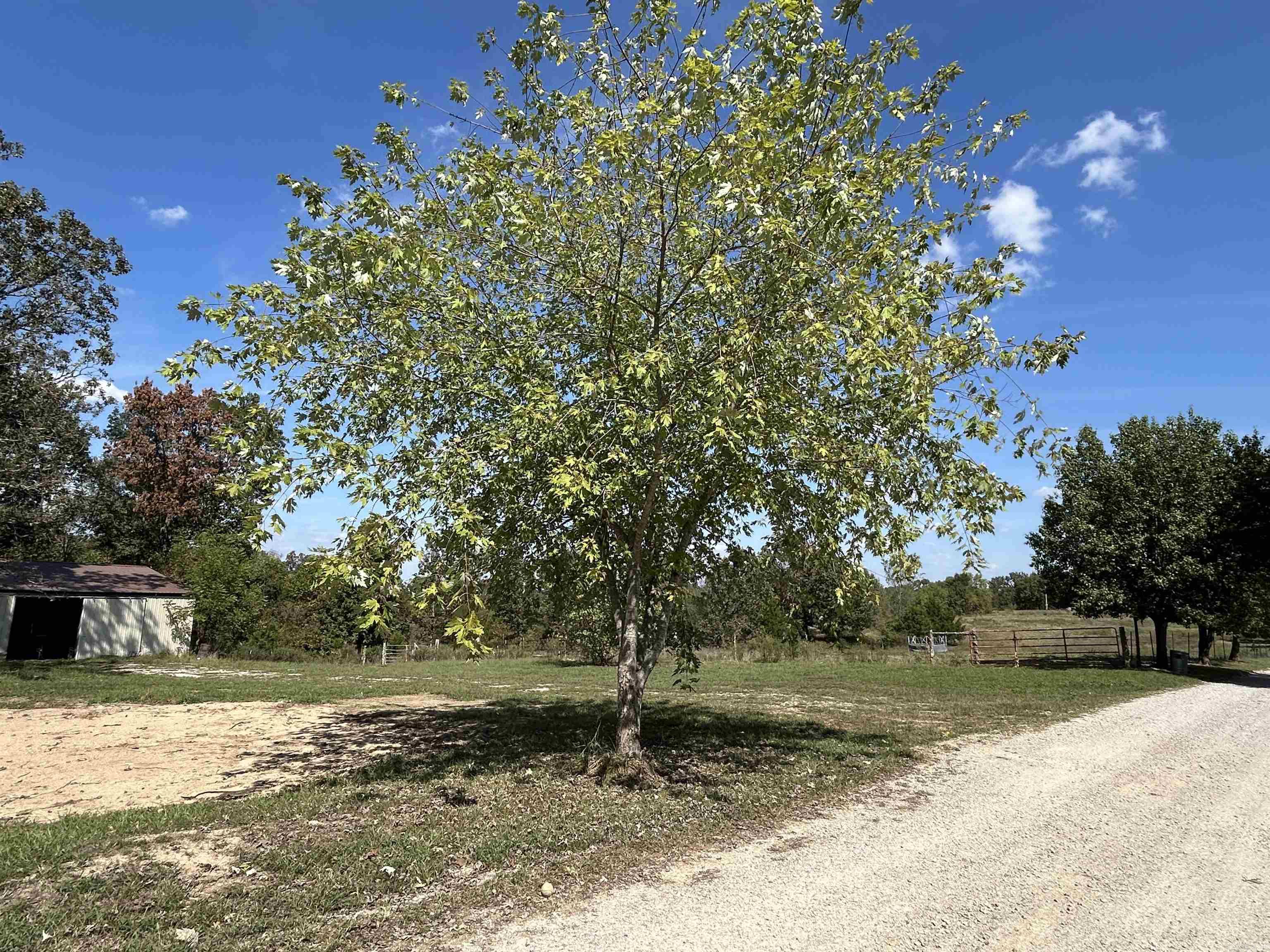 4150 County Road 7480 West Plains, MO, MO 65775