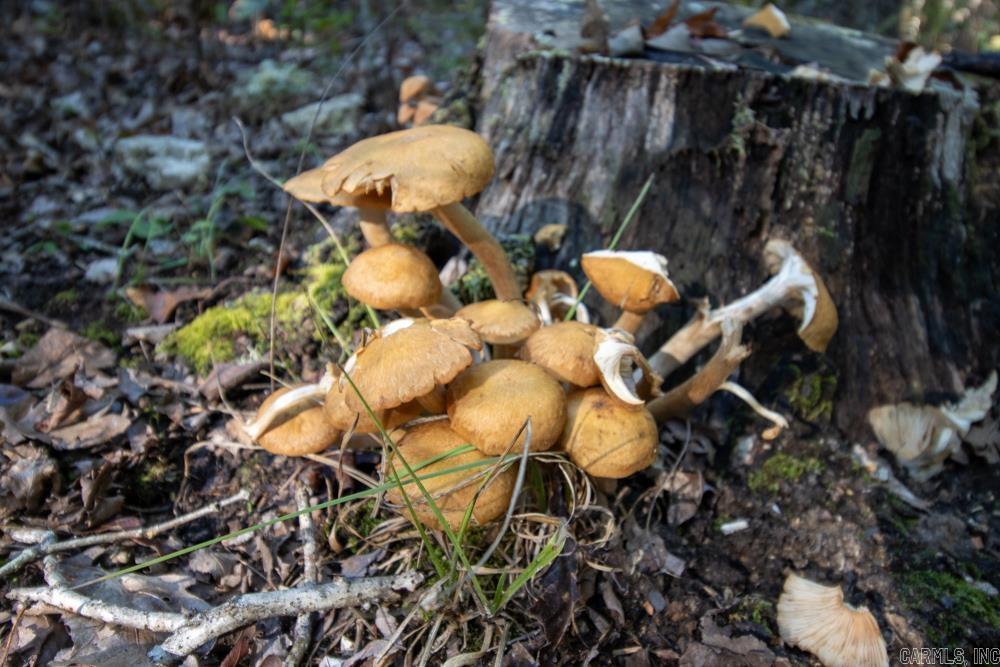 0000 Needle's Eye Trail  Mammoth Spring, AR