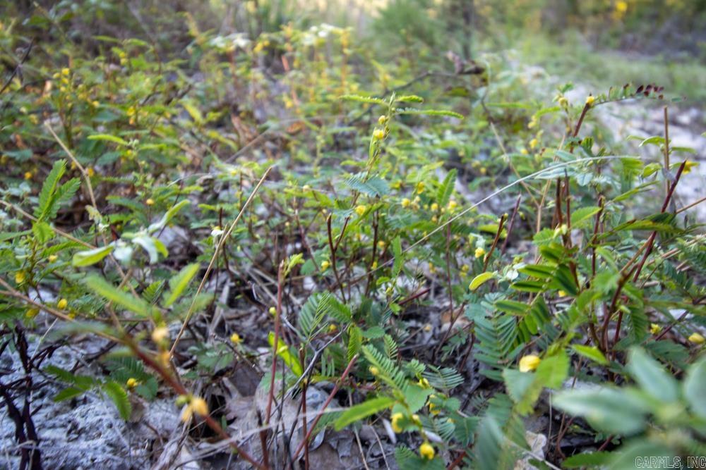 0000 Needle's Eye Trail  Mammoth Spring, AR