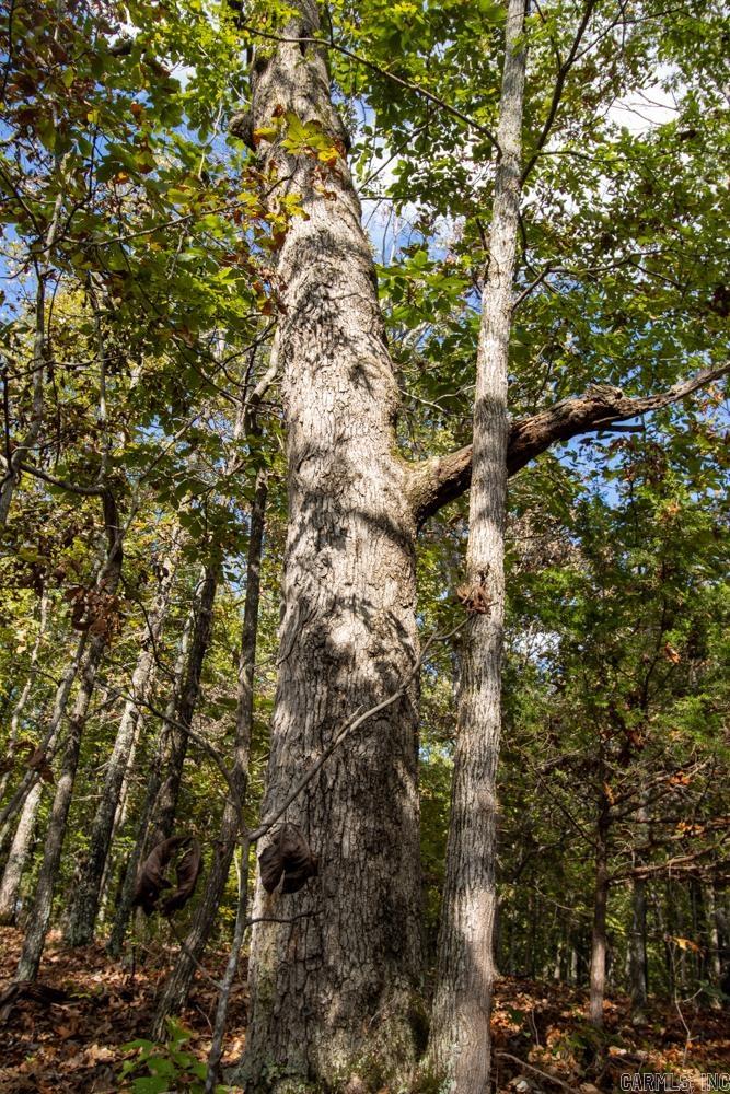 0000 Needle's Eye Trail  Mammoth Spring, AR