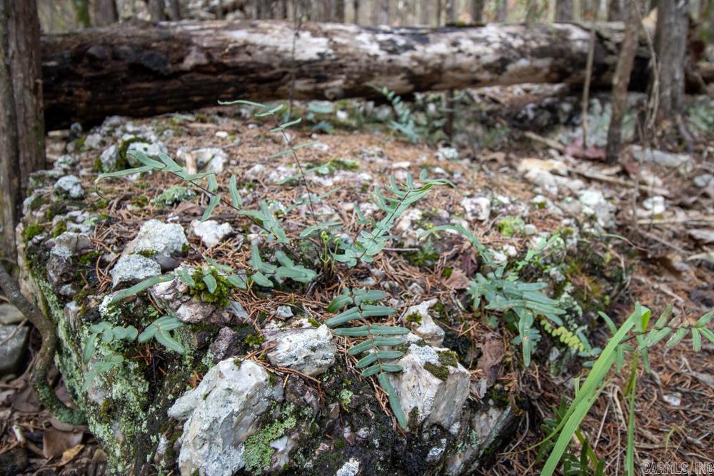 0000 Needle's Eye Trail  Mammoth Spring, AR
