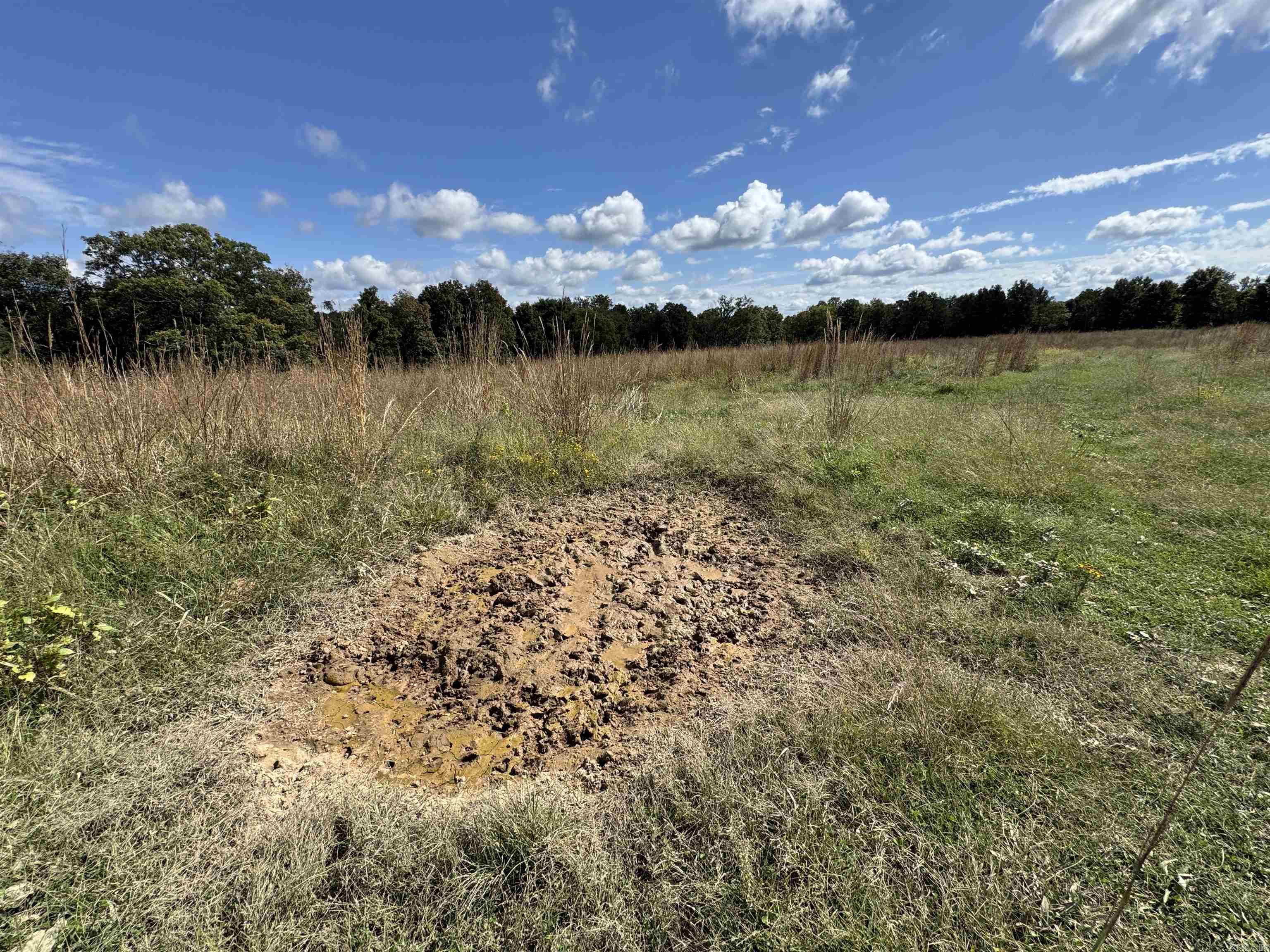 00 Calico  Clinton, AR