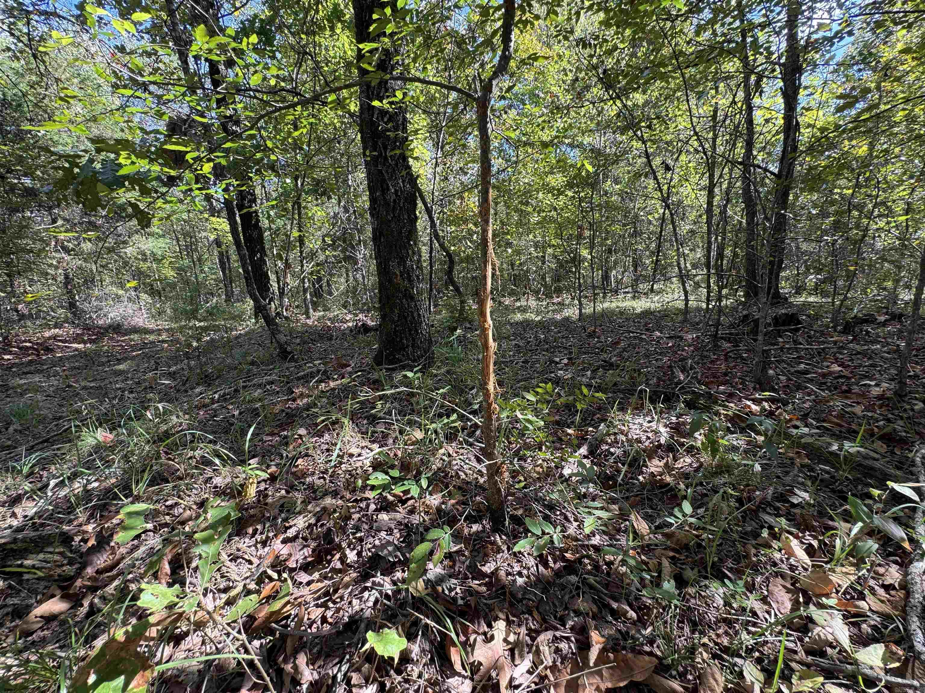 00 Calico  Clinton, AR