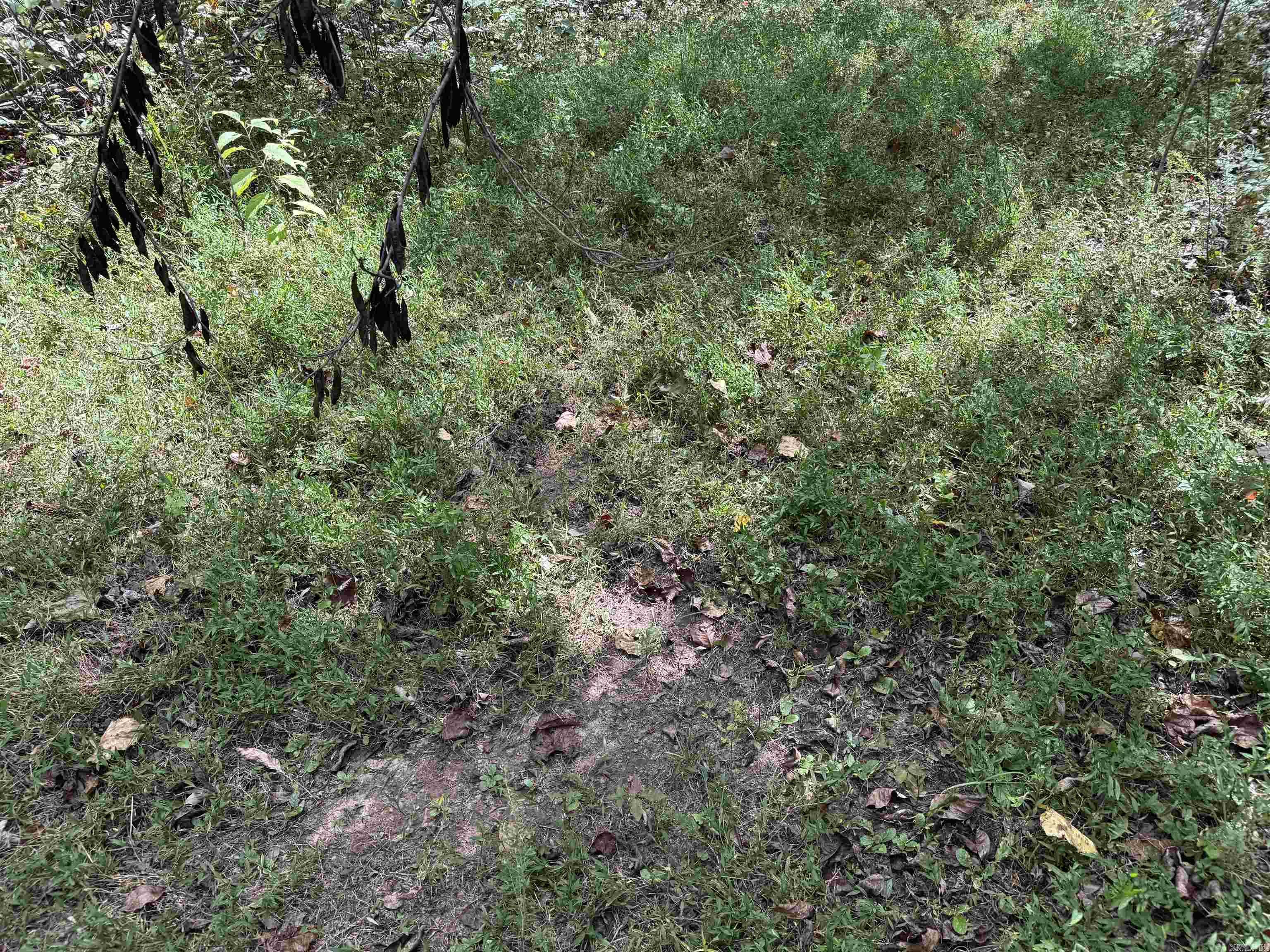 00 Calico  Clinton, AR