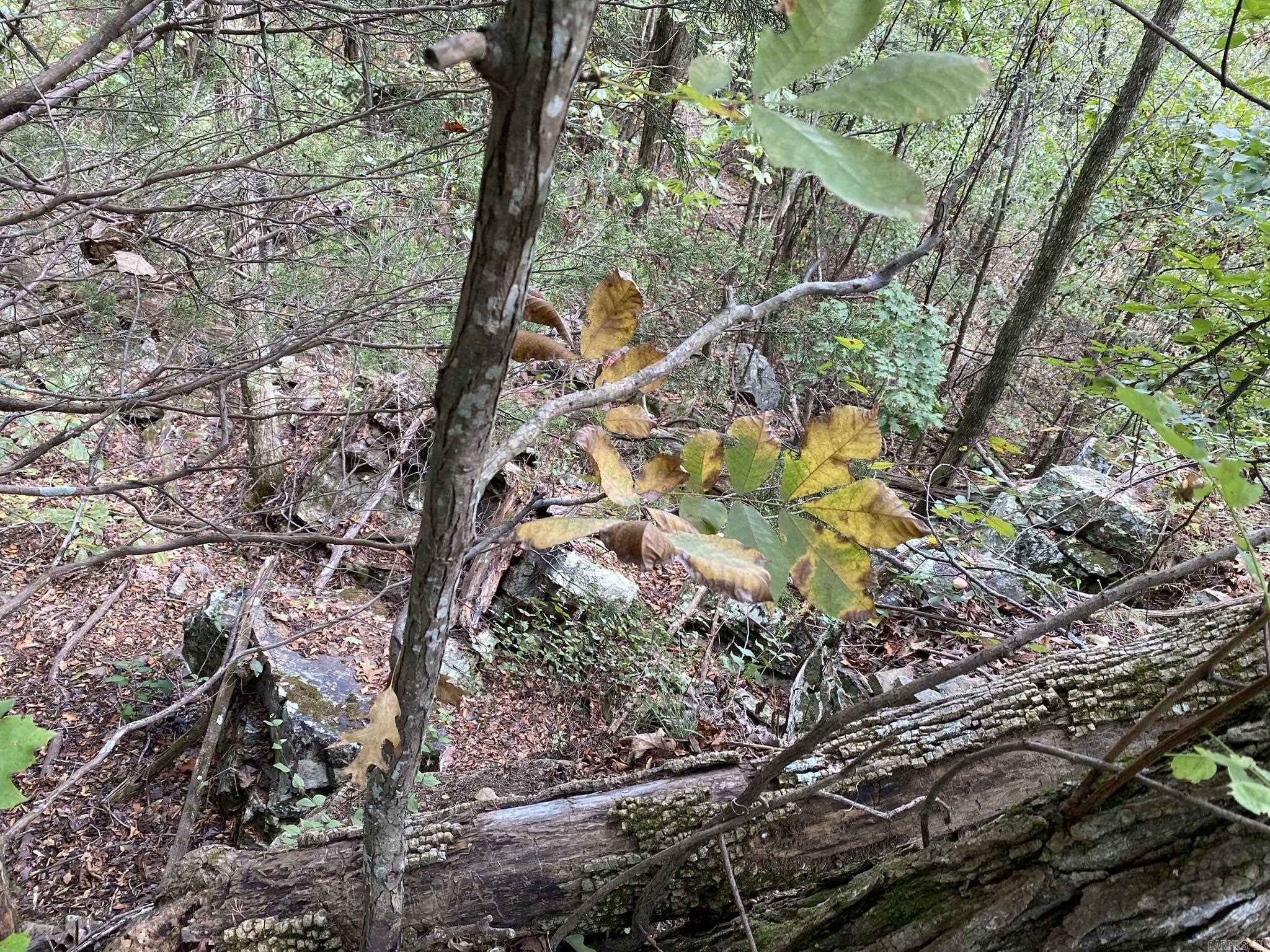 Lot 11 Cooper Point  Mountain View, AR