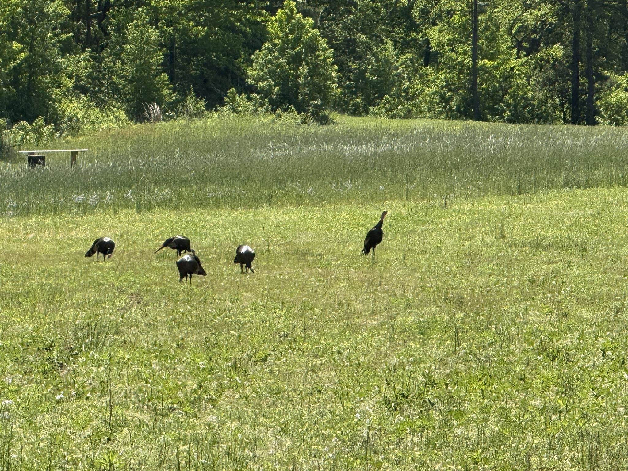 2157 Pleasant Grove Road Calico Rock, AR 72519-0000