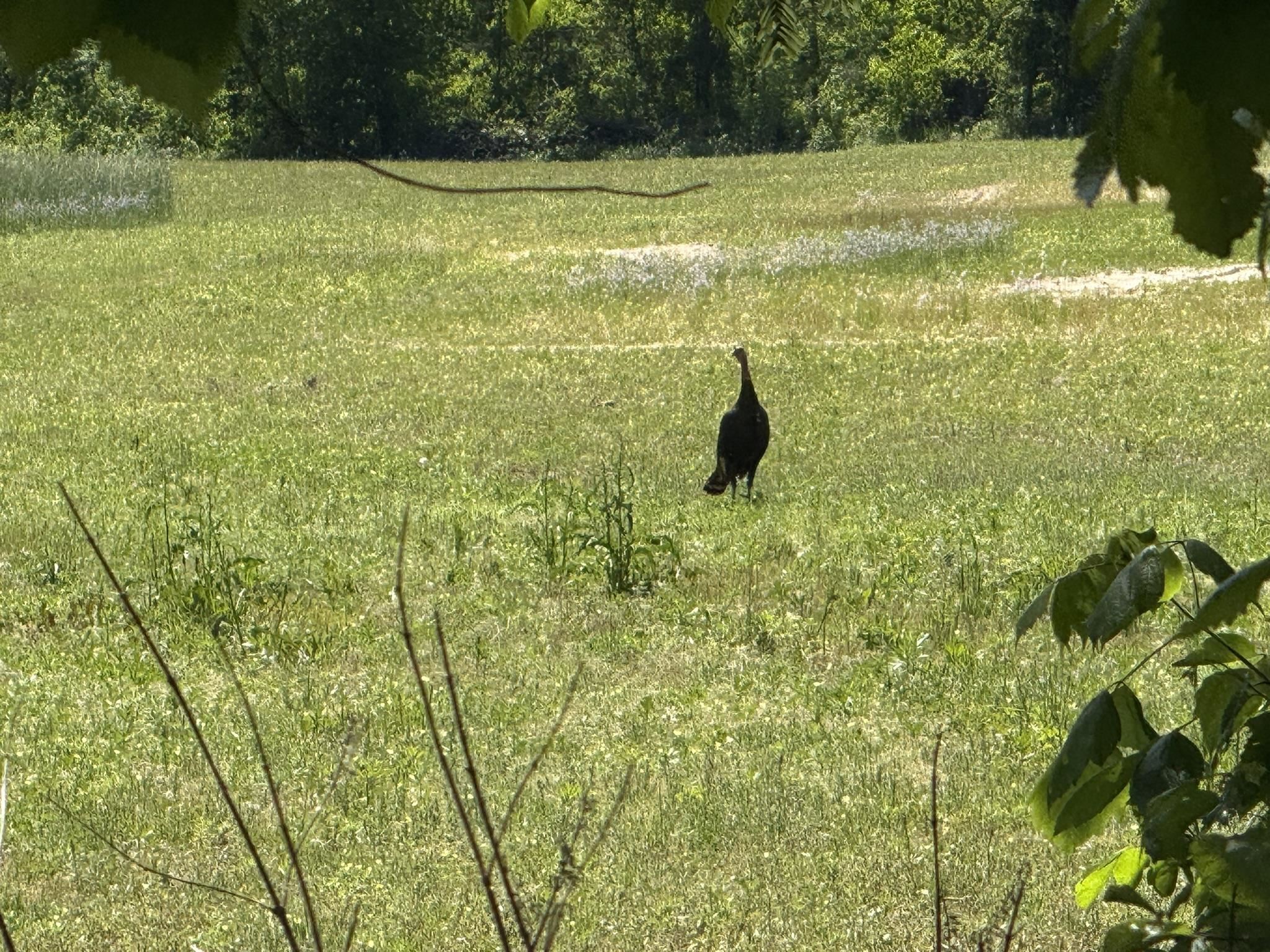 2157 Pleasant Grove Road Calico Rock, AR 72519-0000