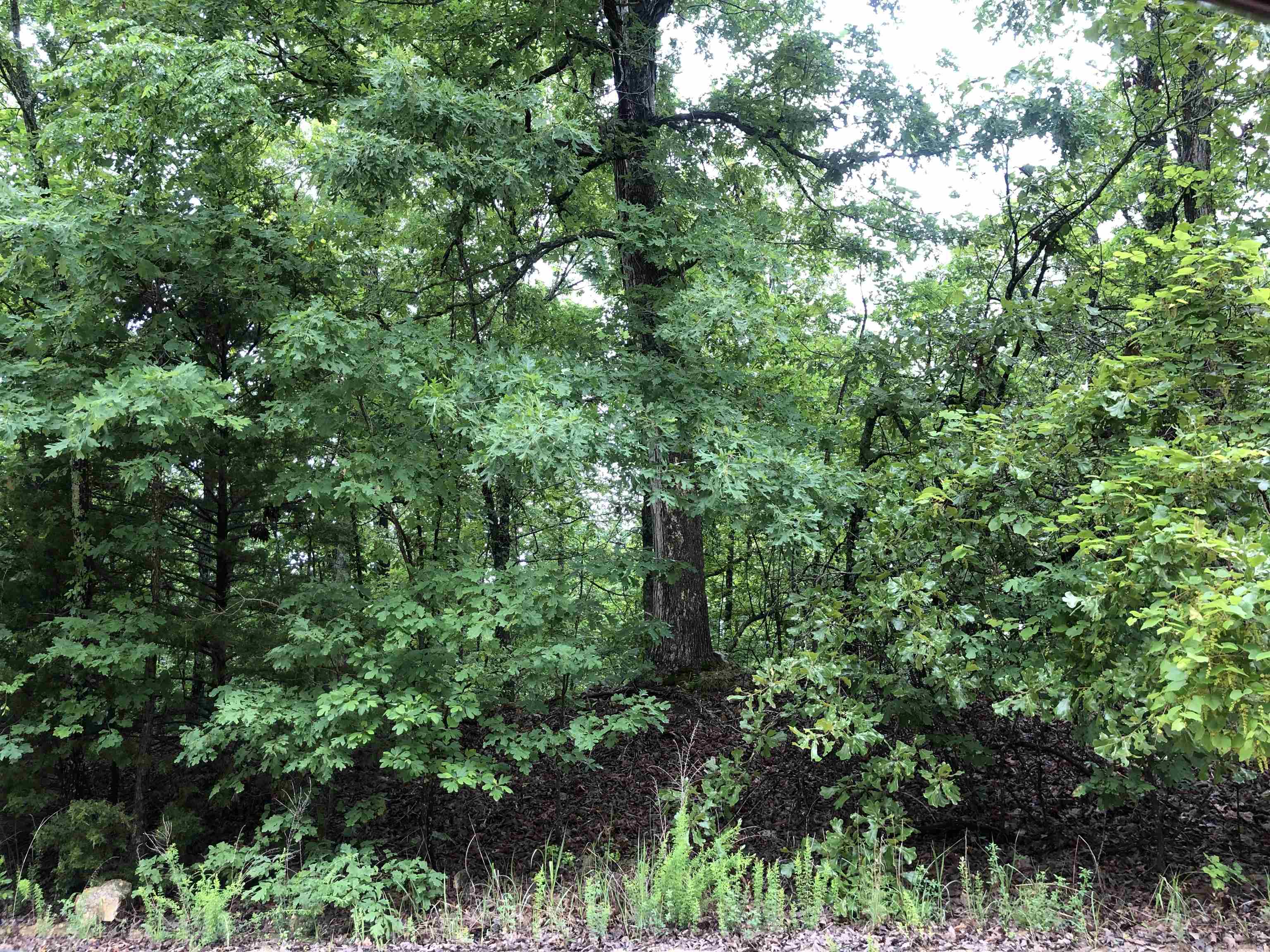  Boanna  Cherokee Village, AR