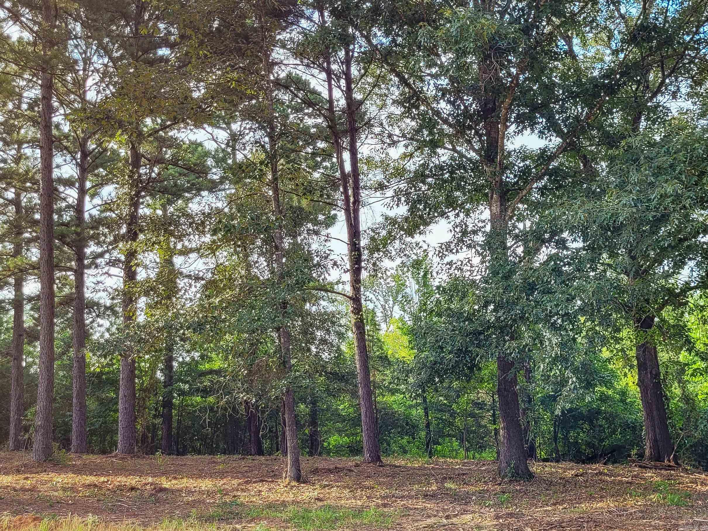 145 Leopard  De Queen, AR