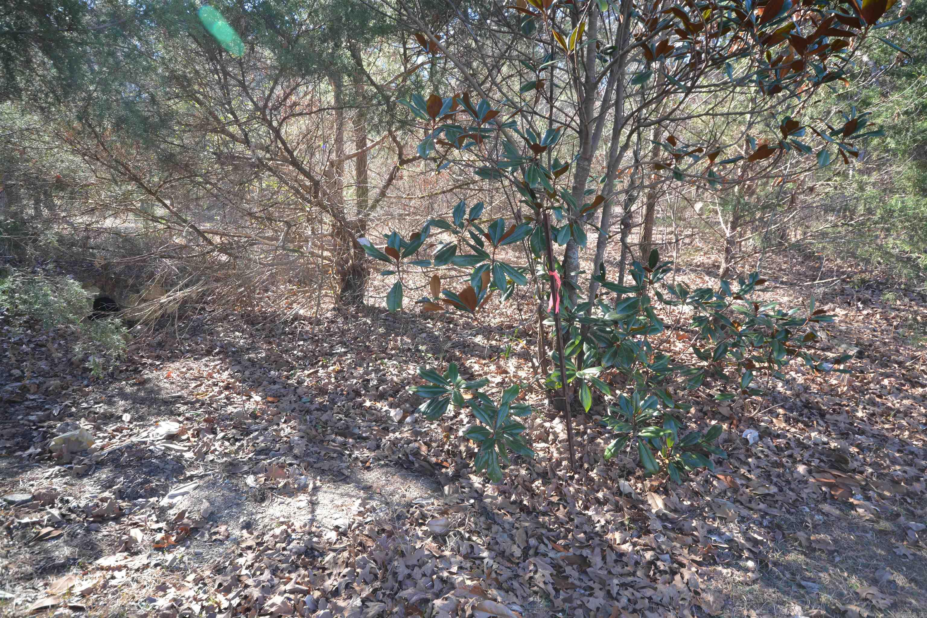  Studer  Little Rock, AR