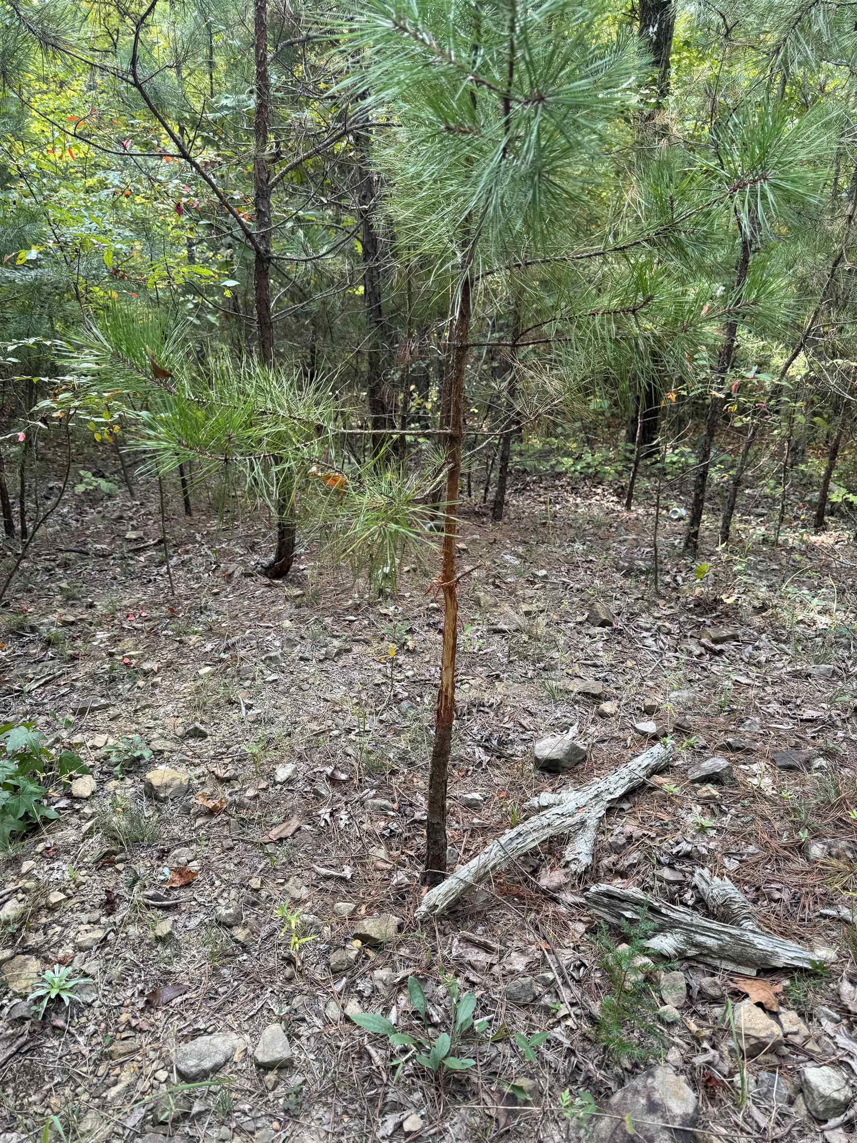 000 HWY 65  Clinton, AR