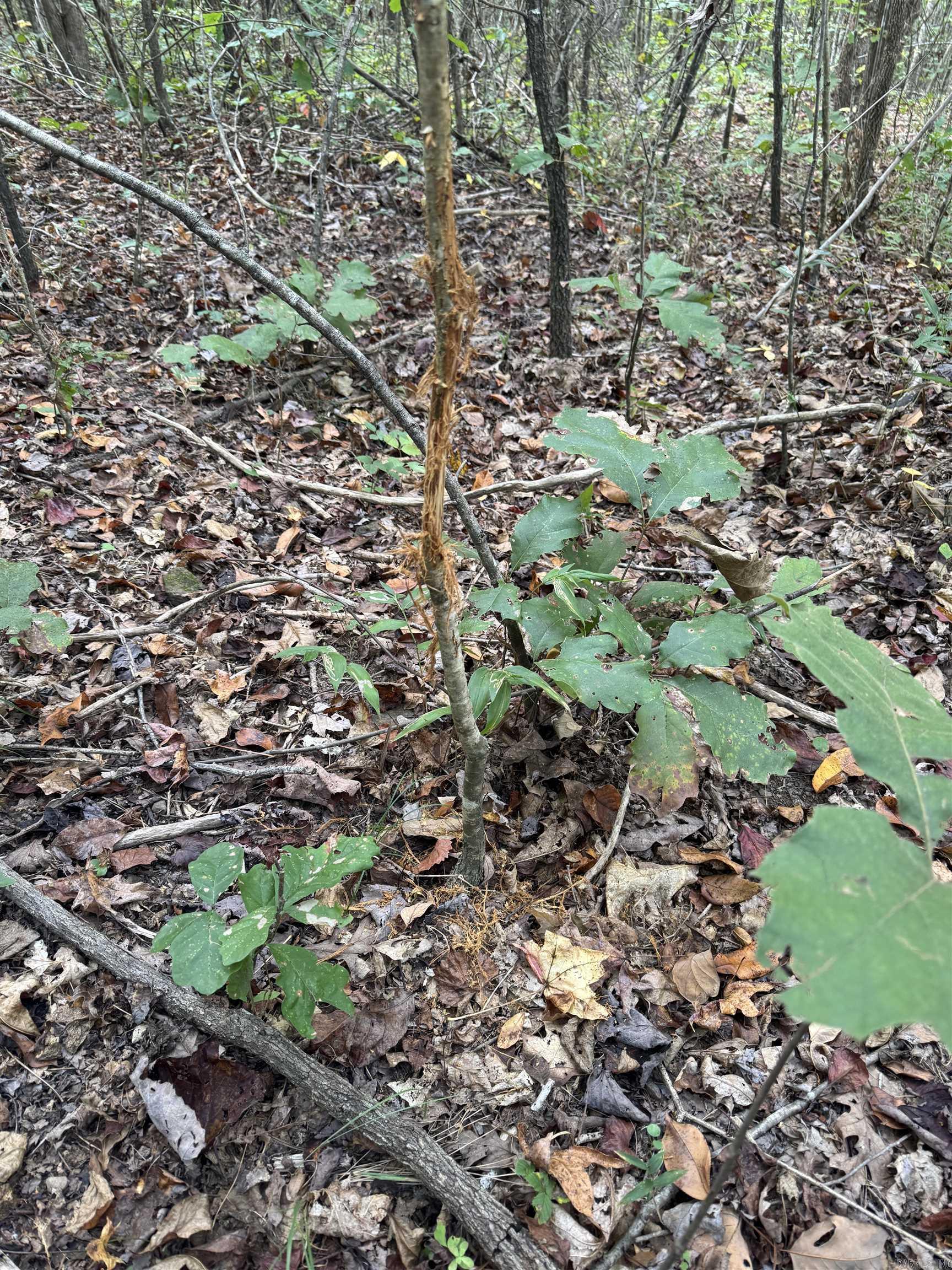 000 HWY 65  Clinton, AR