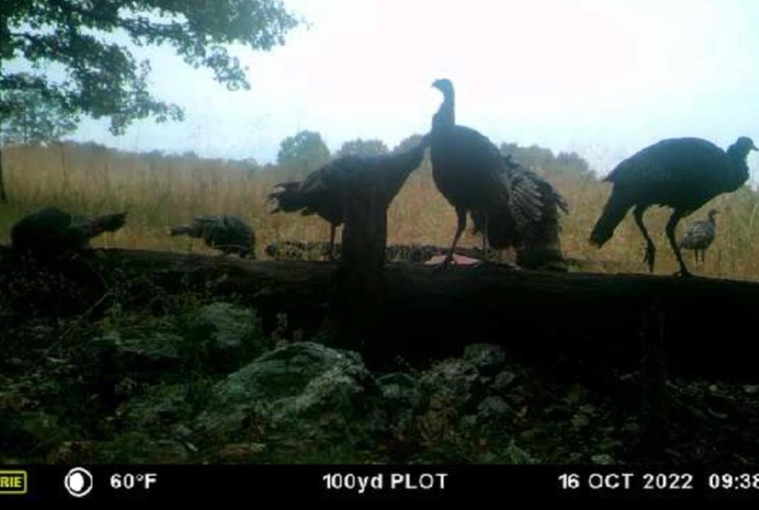 3013-3015 Possum Trot  Ash Flat, AR