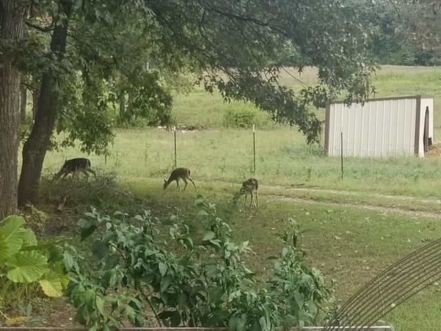 661 Cricket Pass Road  Camp, AR