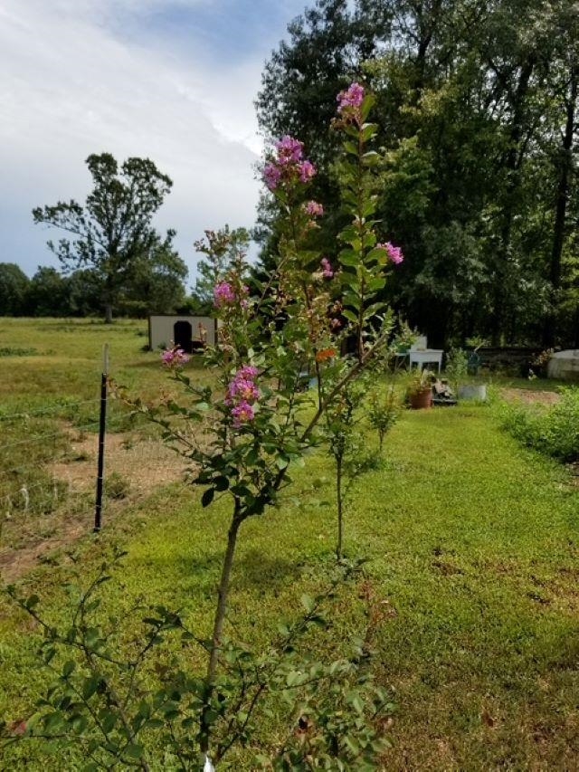 661 Cricket Pass Road  Camp, AR