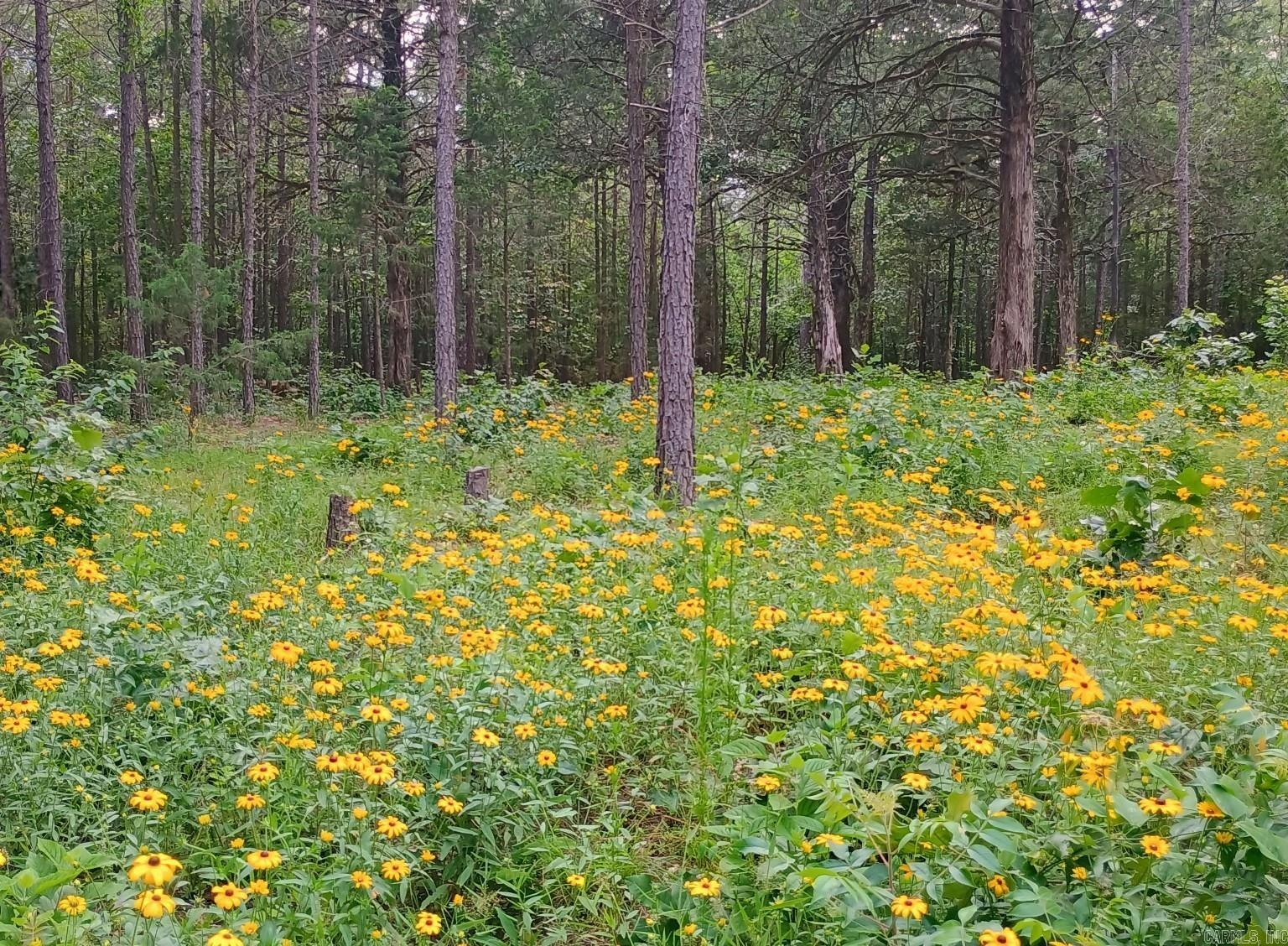 313 Bobbits  Clinton, AR