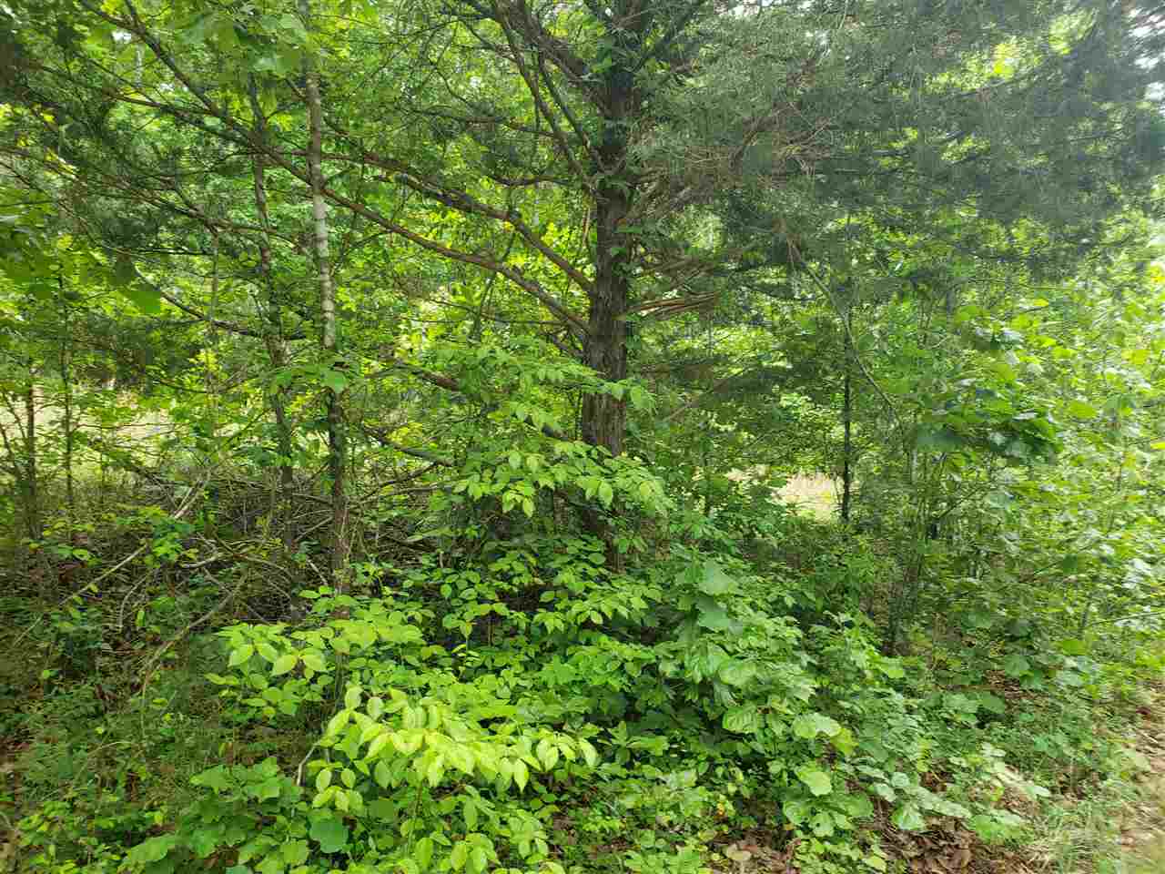 L-21 B-9 Lochloosa  Cherokee Village, AR