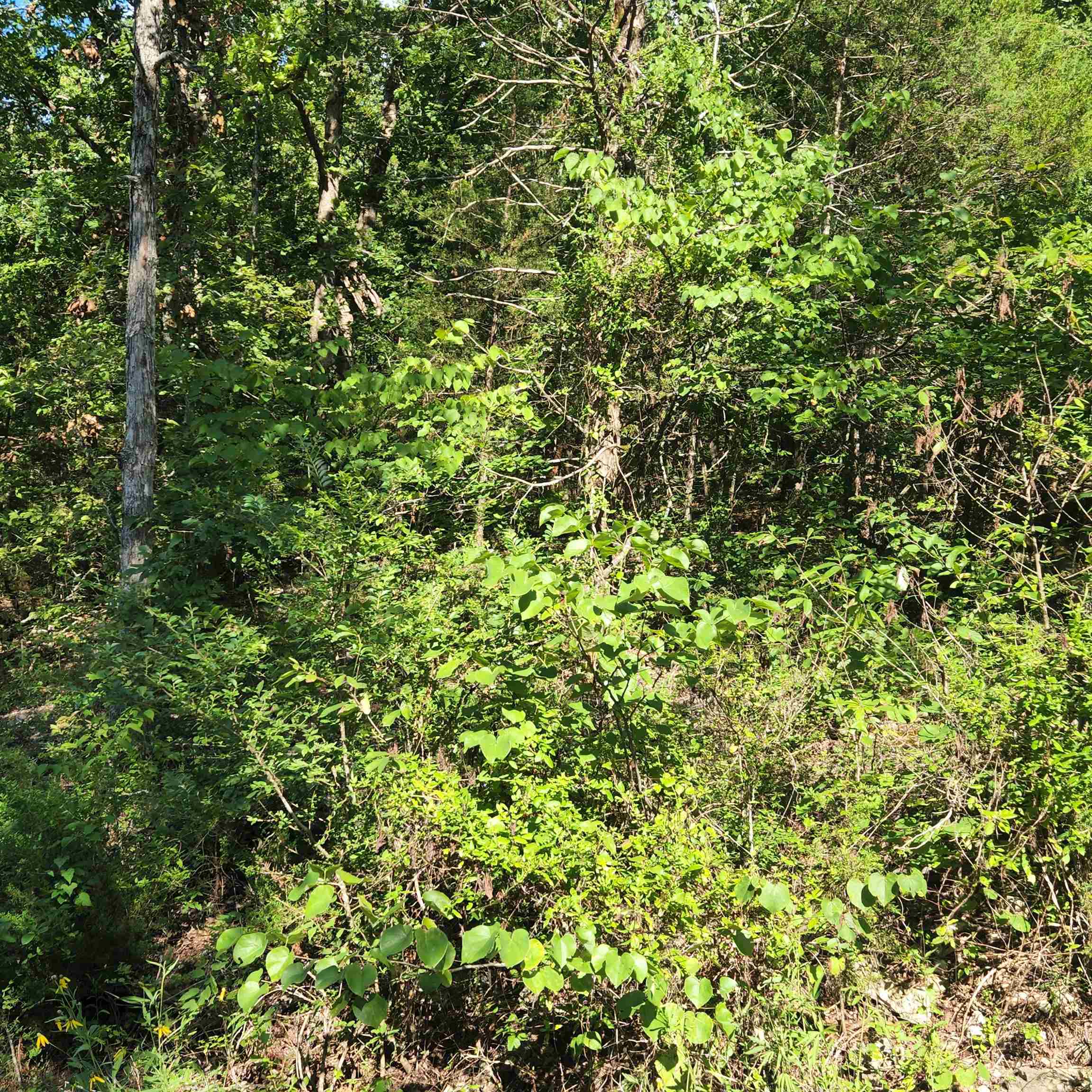 L-12 B-8 Choctaw  Cherokee Village, AR