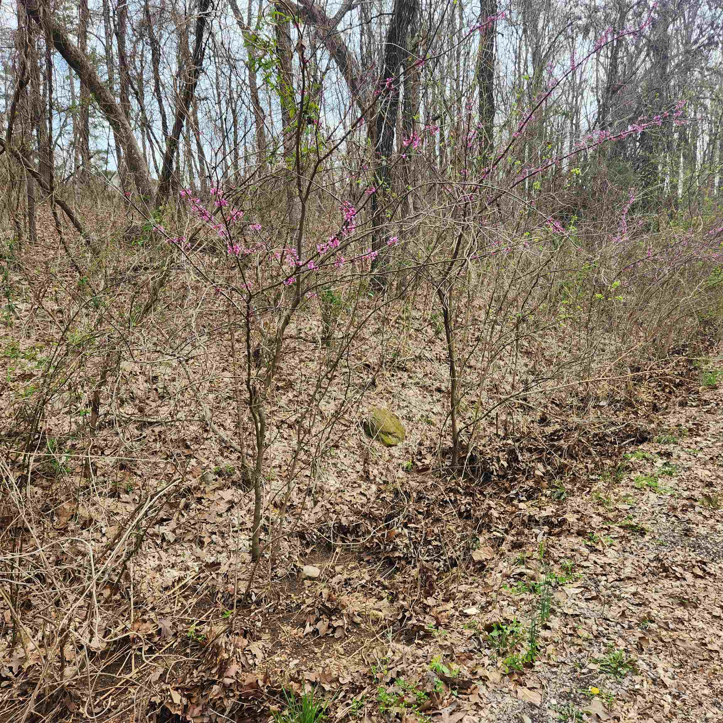 L-15, B-9 Choctaw  Cherokee Village, AR