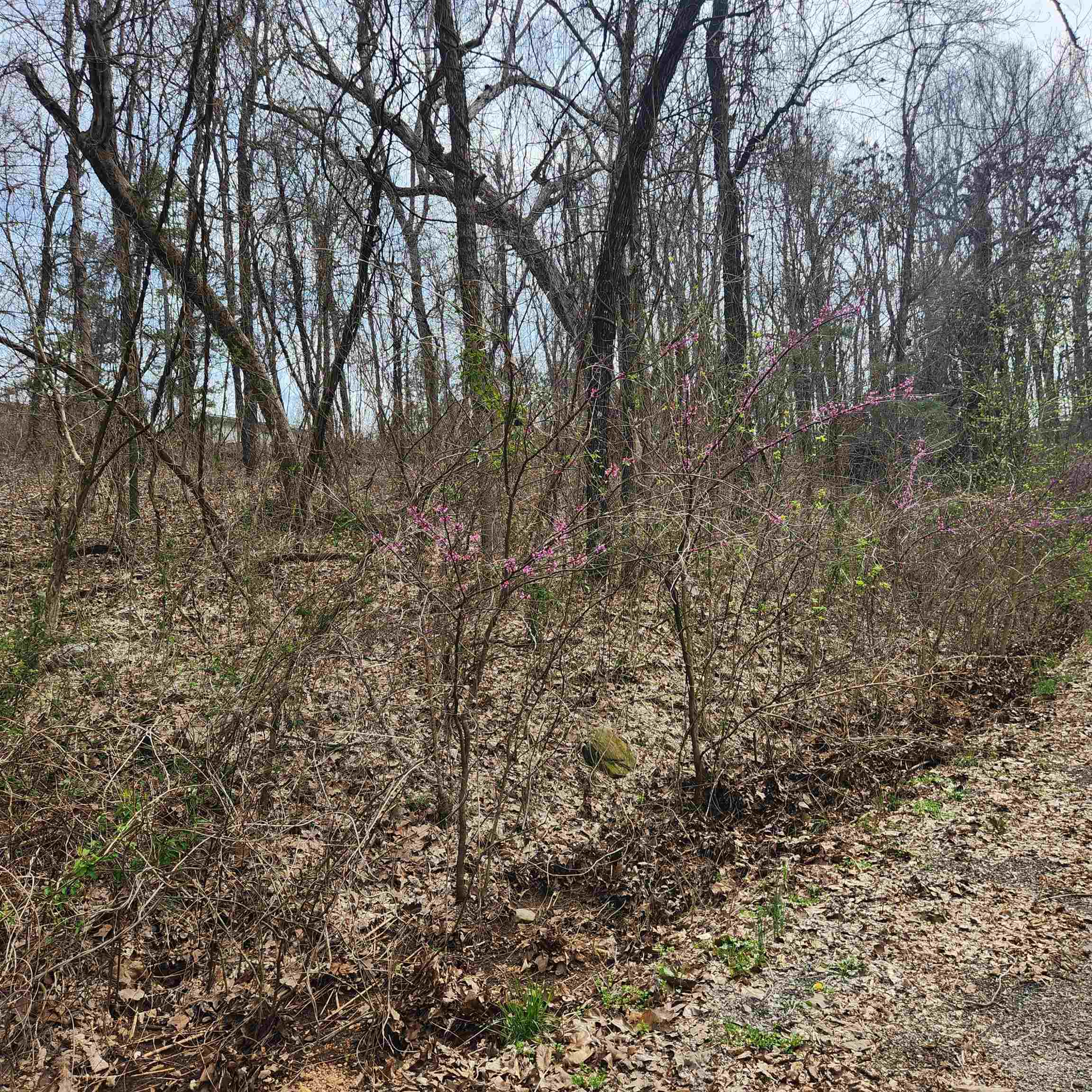 L-15, B-9 Choctaw  Cherokee Village, AR