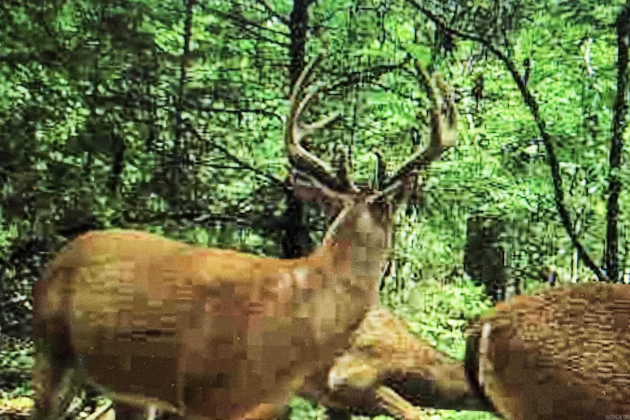 4200 Norfolk River  Norfork, AR