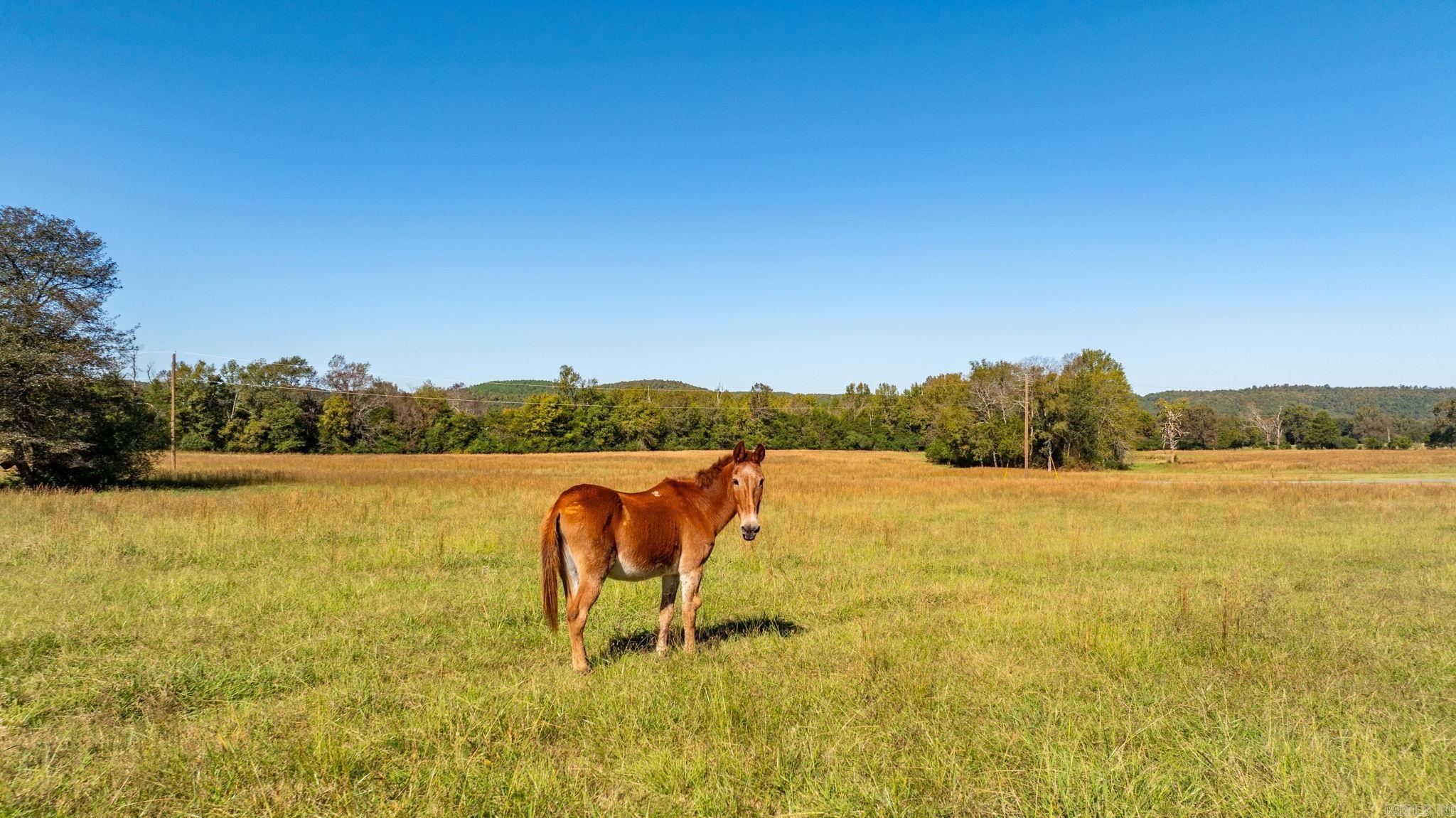 24 Mahan  Damascus, AR