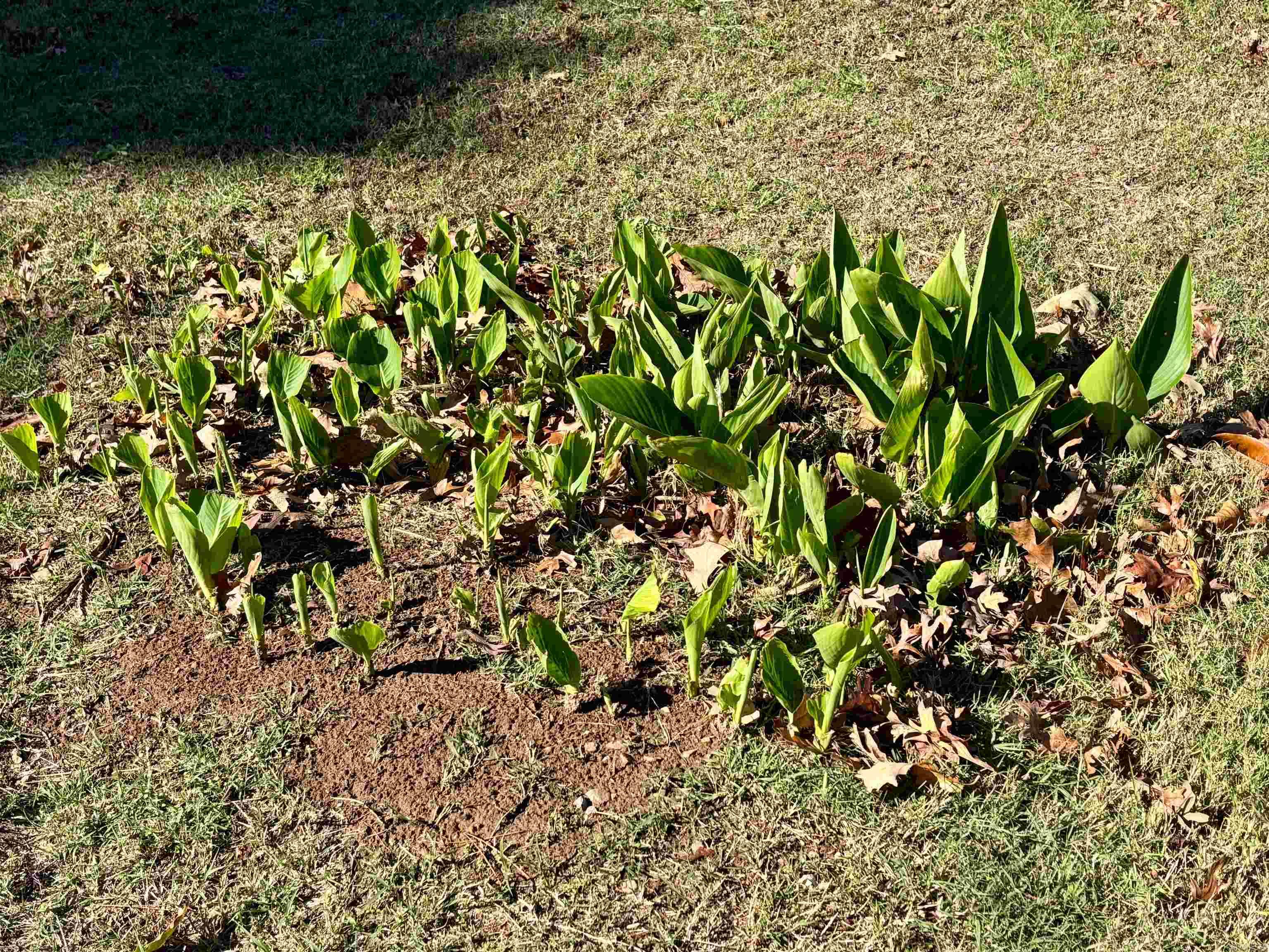 15 White Oak Lane Pleasant Plains, AR 72568