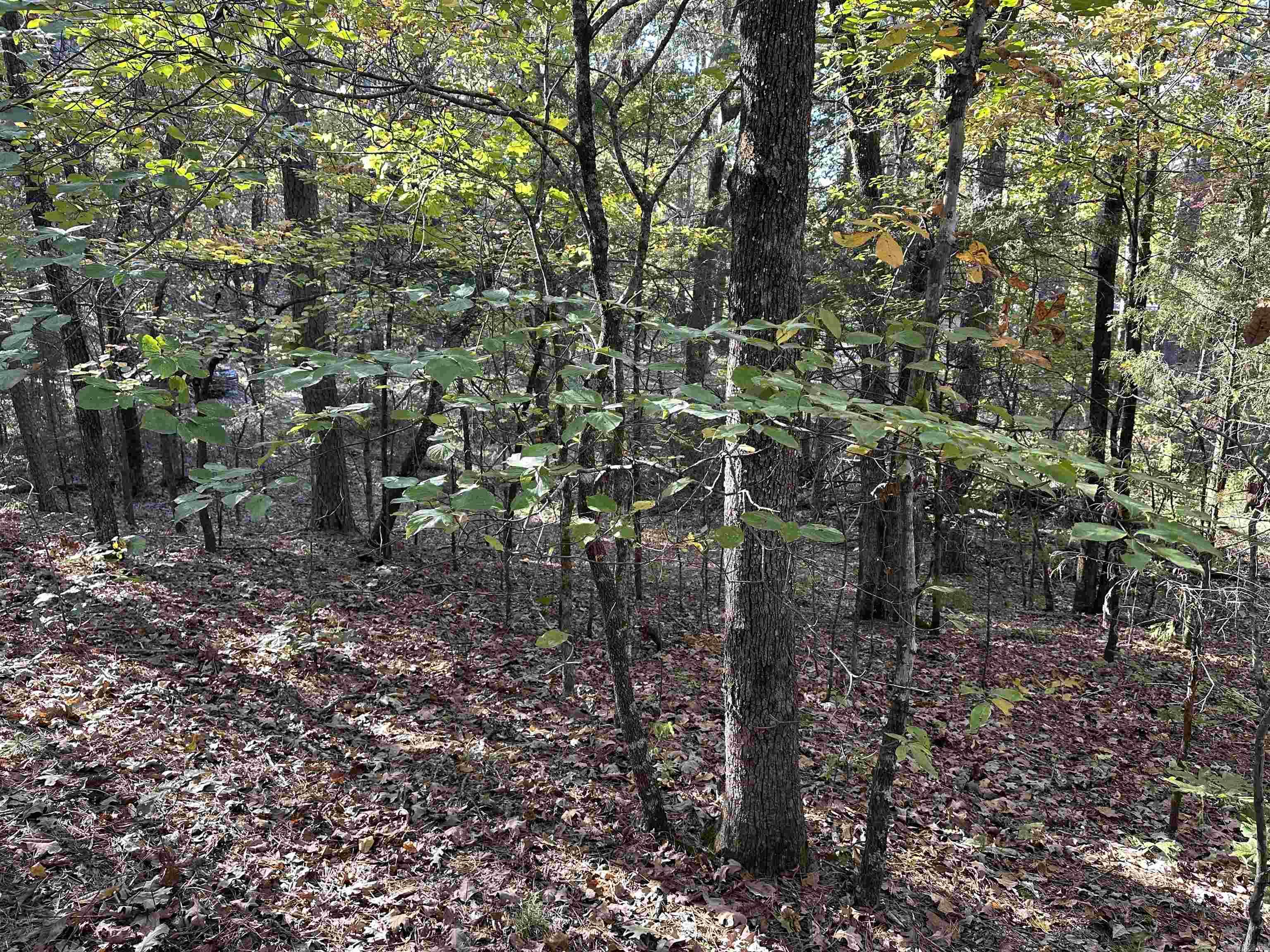 226 Cathedral Pines Ln  Mena, AR