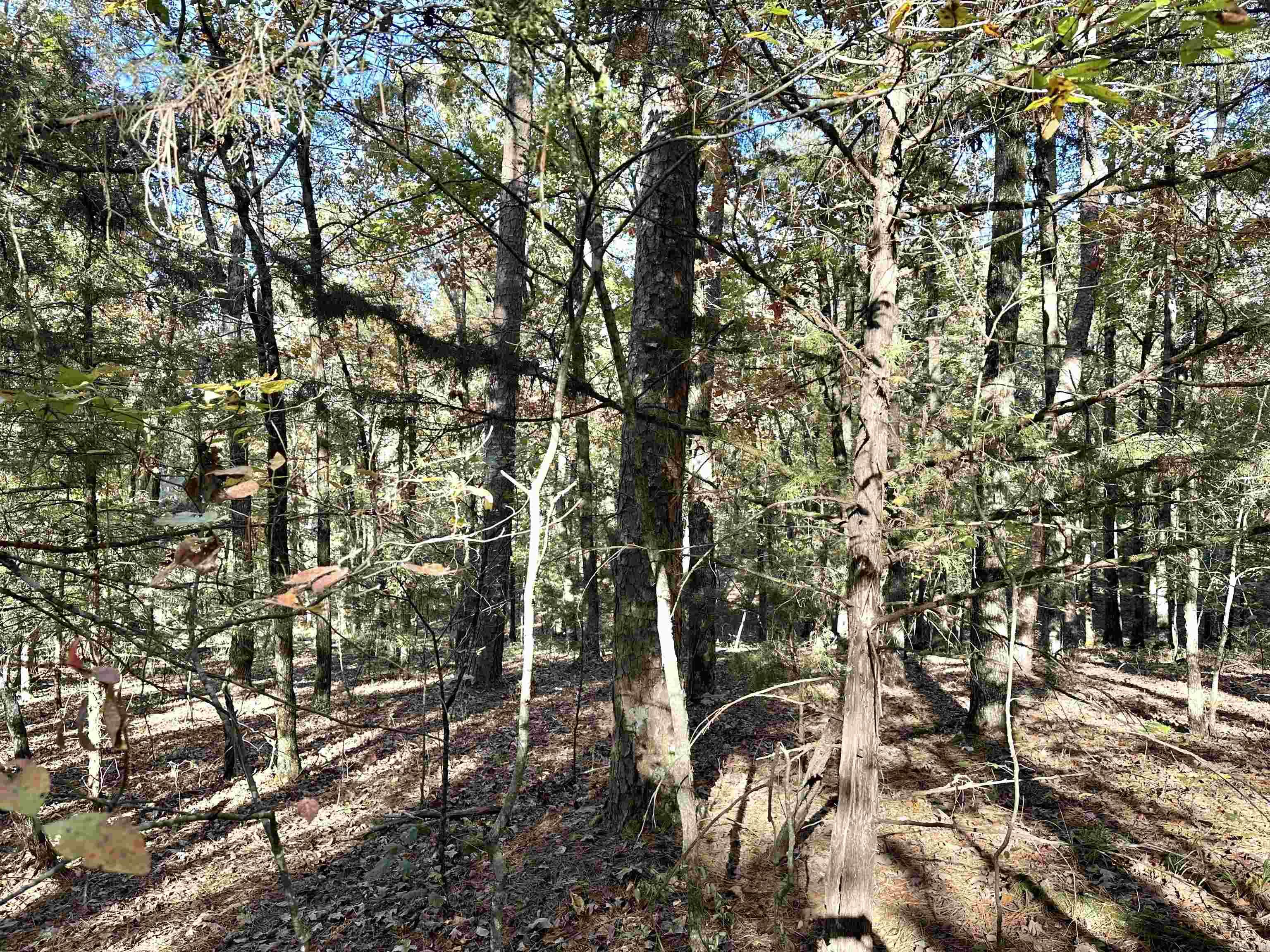 226 Cathedral Pines Ln  Mena, AR