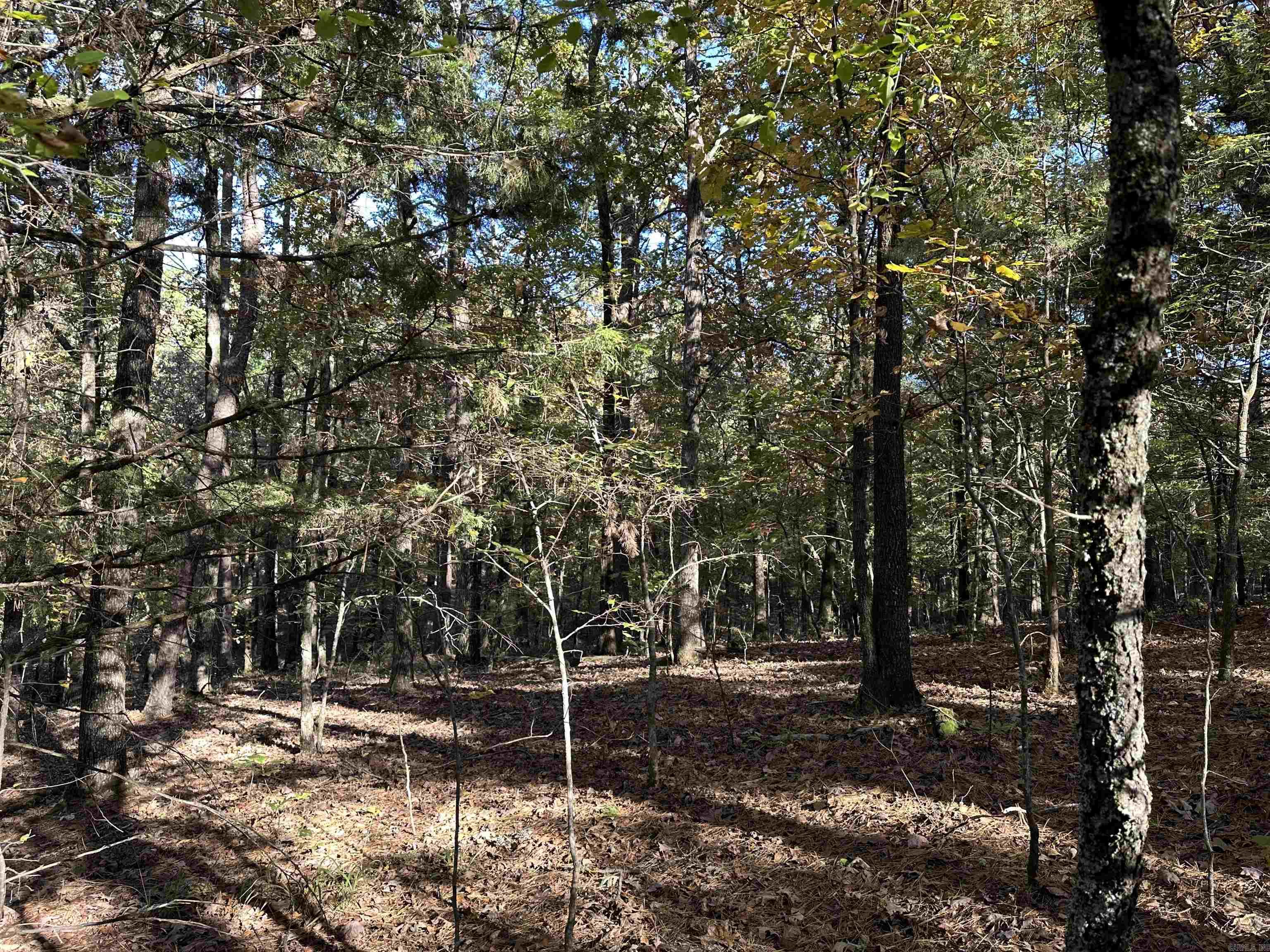 226 Cathedral Pines Ln  Mena, AR