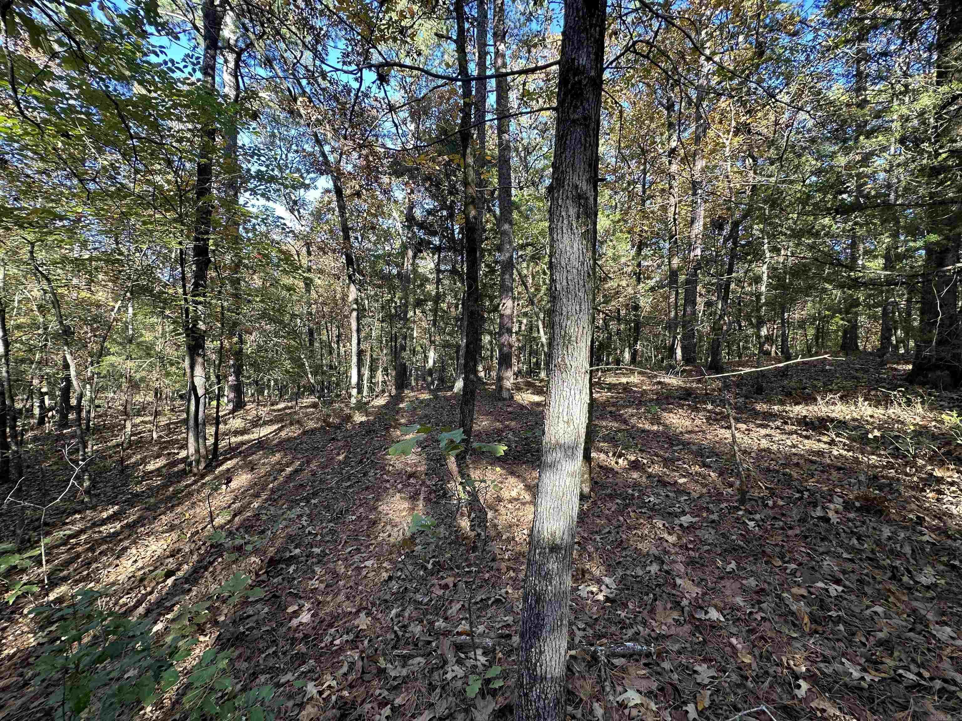 226 Cathedral Pines Ln  Mena, AR