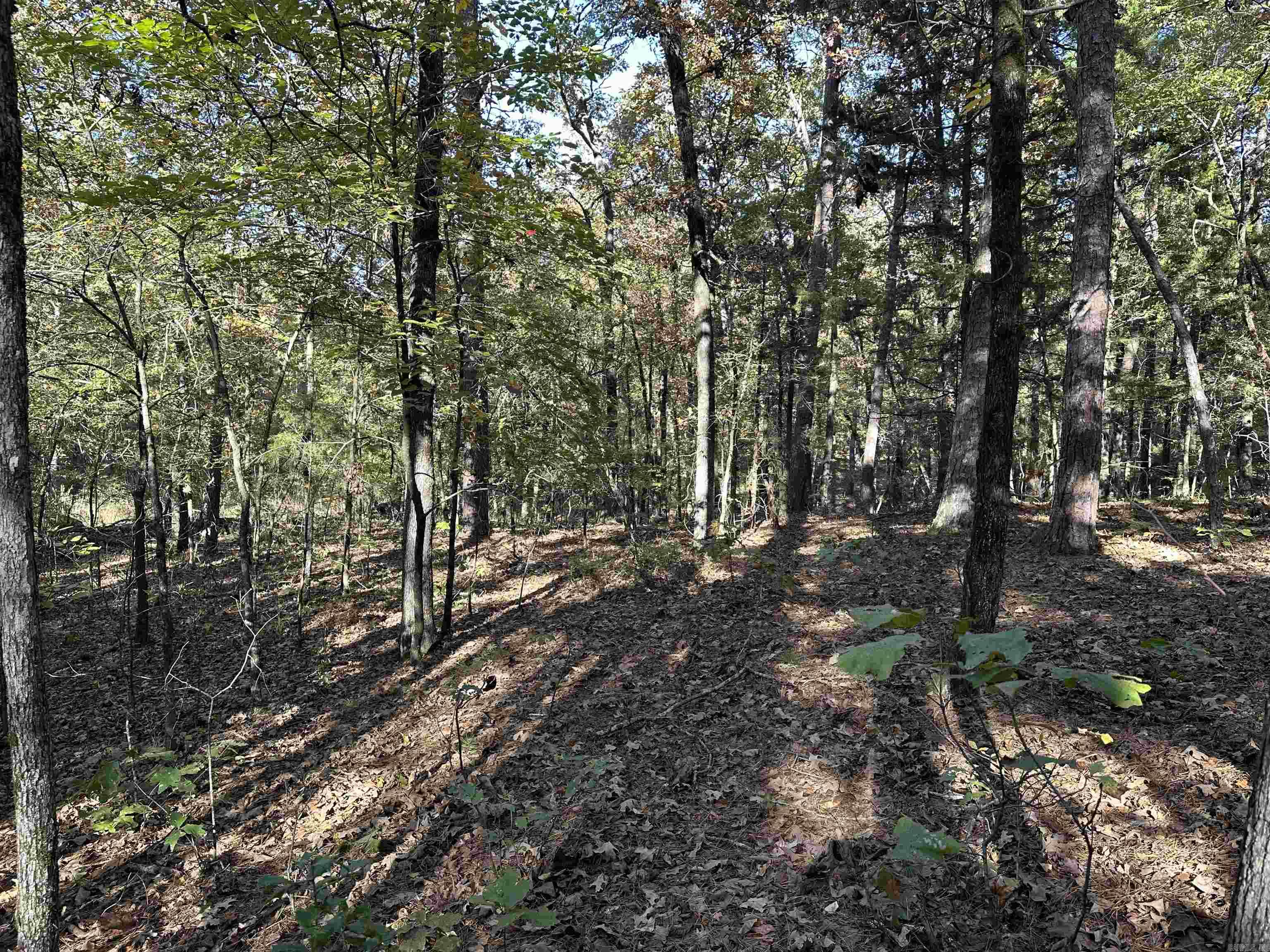 226 Cathedral Pines Ln  Mena, AR